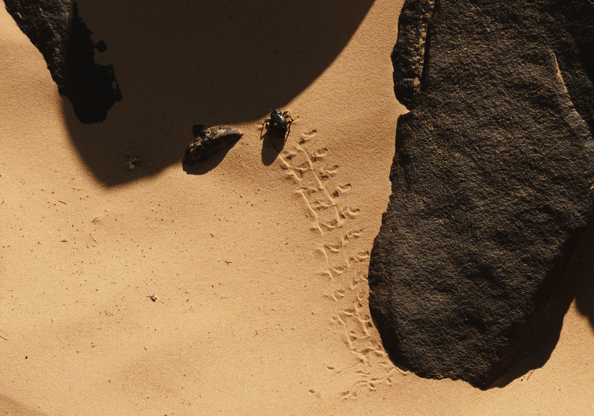 Insect tracks Niger Africa