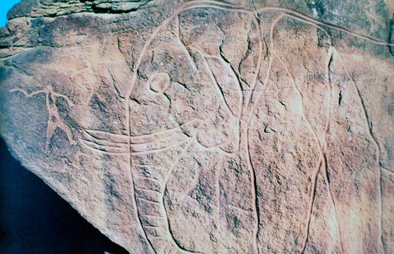 Bradshaw Foundation Rock Art Africa African Sahara Gallery Libya Petroglyphs Petroglyph Great Desert Photos Photographs Archaeology