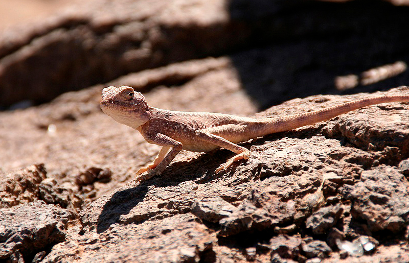 Bradshaw Foundation Rock Art Africa African Sahara Gallery Gecko Great Desert Photos Photographs Archaeology