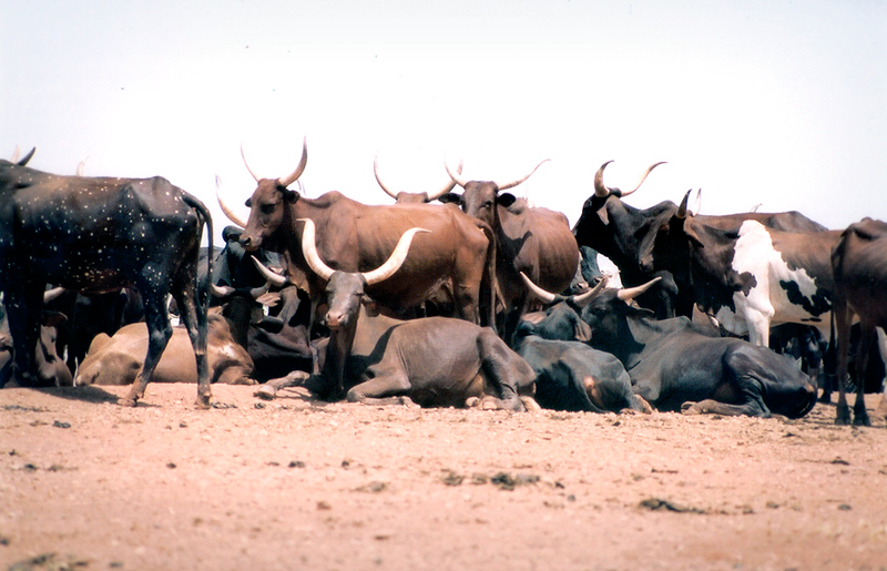 Bradshaw Foundation Rock Art Africa African Sahara Gallery Cattle Great Desert Photos Photographs Archaeology