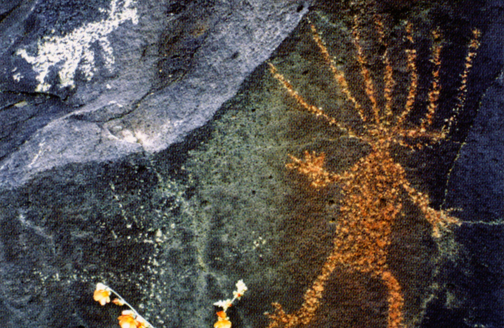 Arizona Rock Art Petroglyphs Pictographs Archaeology USA America Bradshaw Foundation Rock Art Network