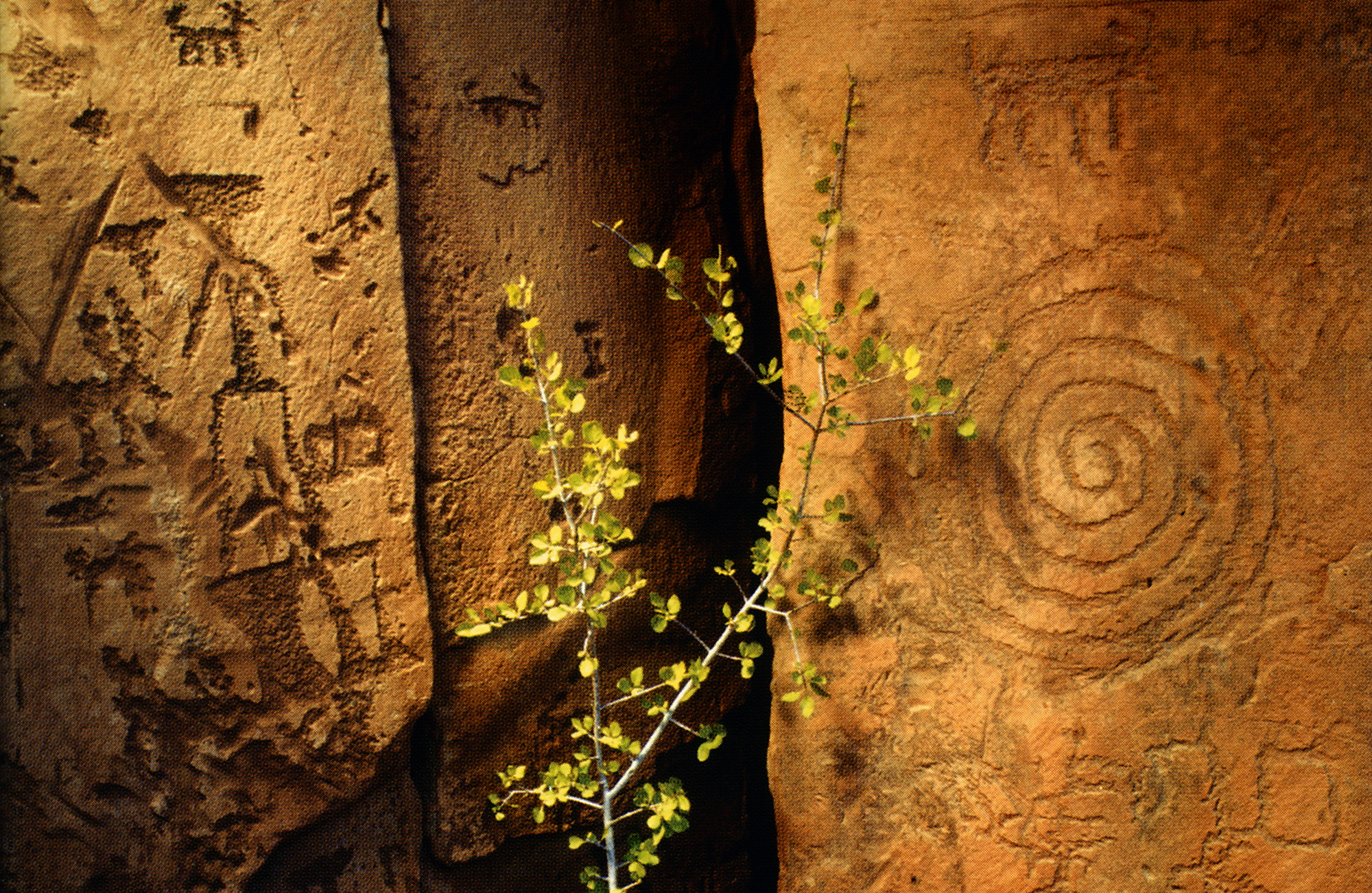 Arizona Rock Art Petroglyphs Pictographs Archaeology USA America Bradshaw Foundation Rock Art Network