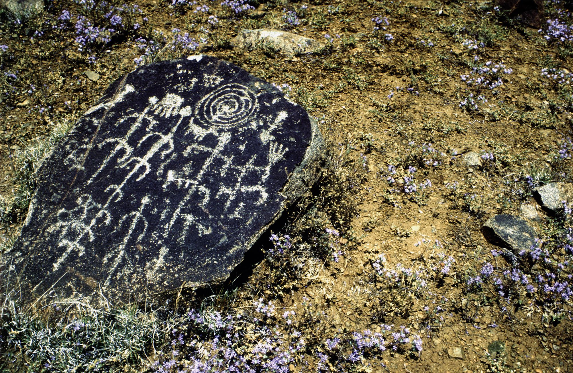 Arizona Rock Art Petroglyphs Pictographs Archaeology USA America Bradshaw Foundation Rock Art Network