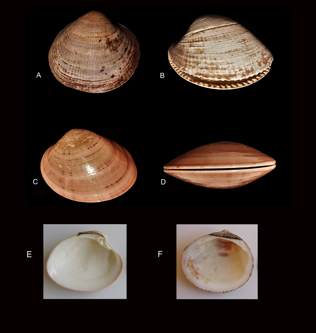 Neanderthals dived shells make tools research misconception Neanderthal culture Italy Grotta dei Moscerini