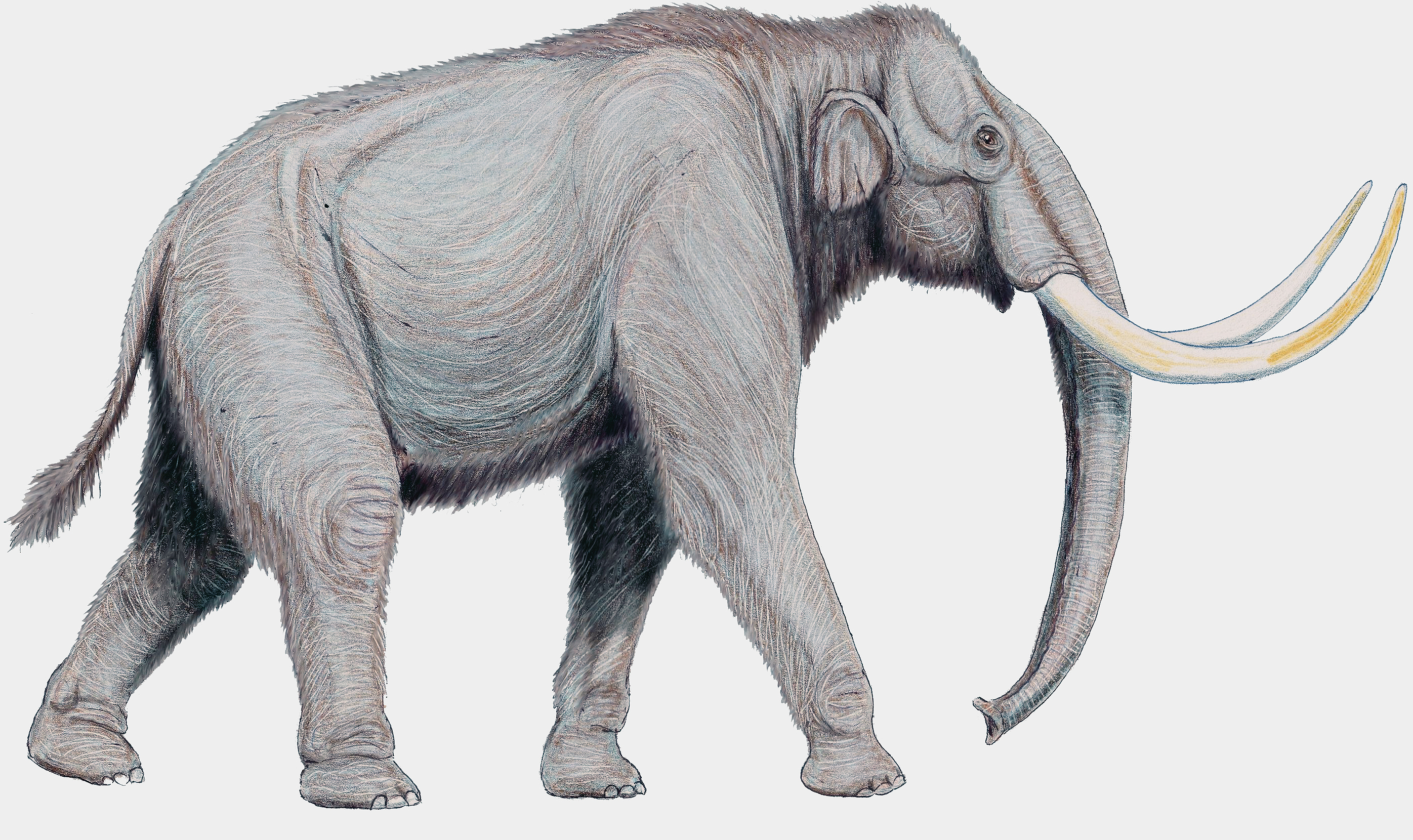 Steppe Mammoth