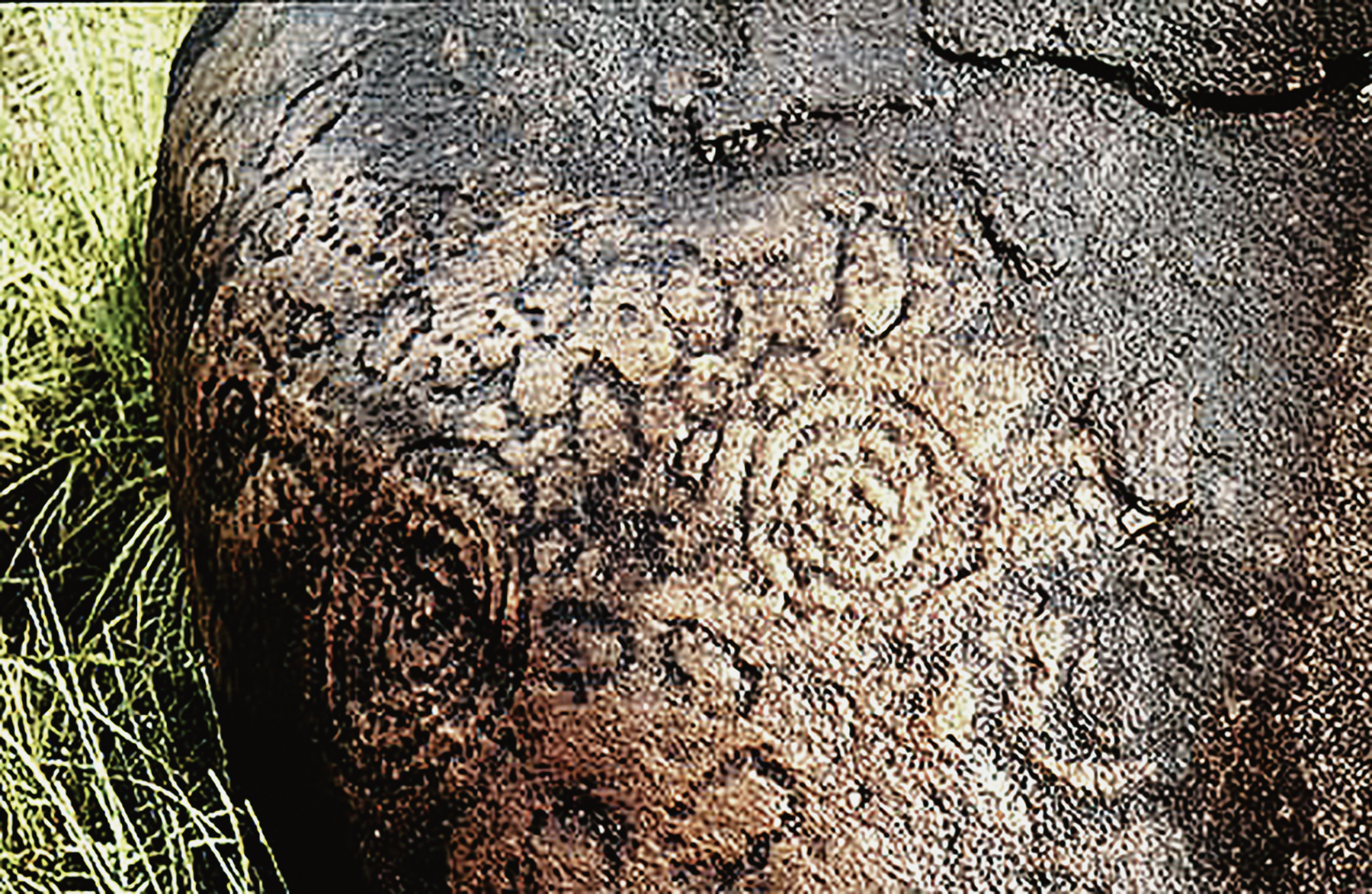 Rock Art Central Africa Archaeology Gabon