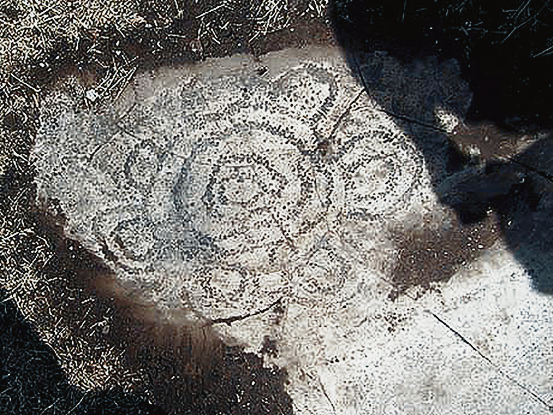 The First Art and Max Planck teams at Maltravieso Cave Rock Art Bradshaw Foundation