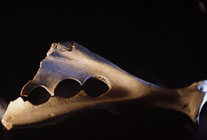 Scapula Musée d'Archéologie Nationale de Saint-Germain-en-Laye