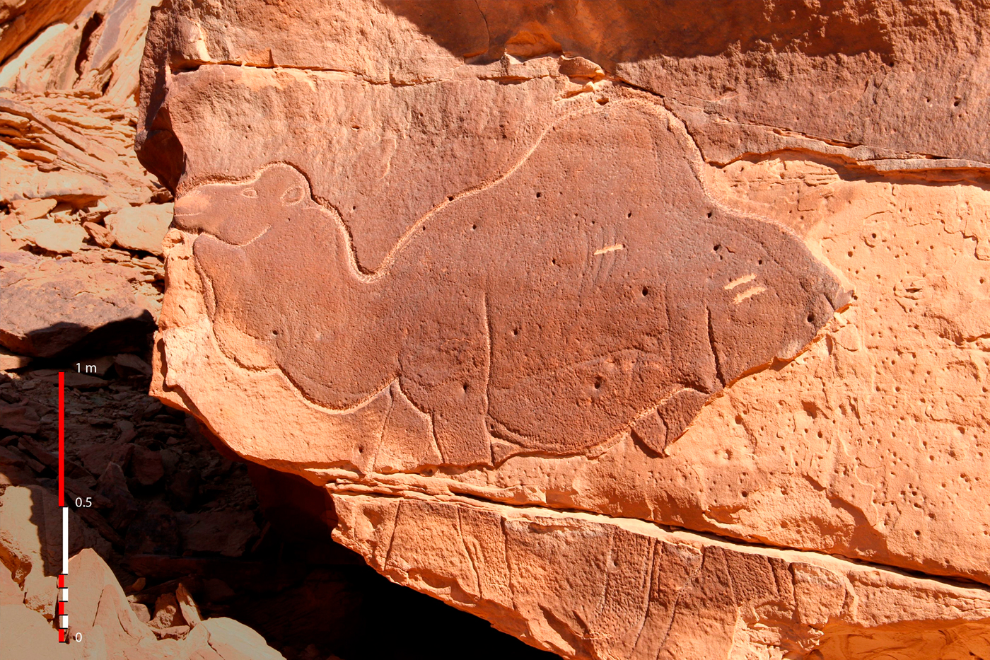 The Camel Site in Saudi Arabia Bradshaw Foundation