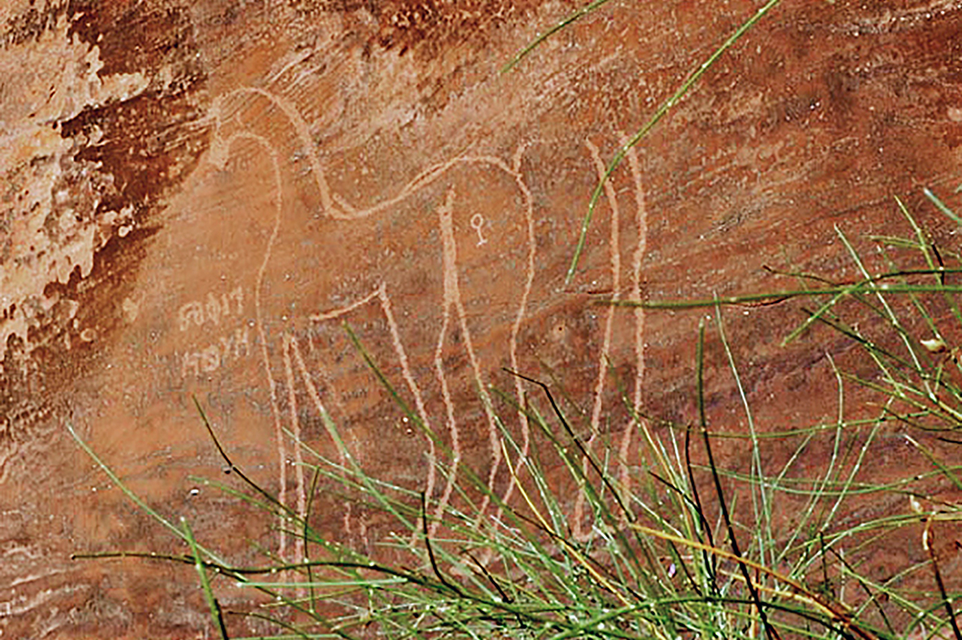 The Arabian Horse in Saudi Arabia Rock Art