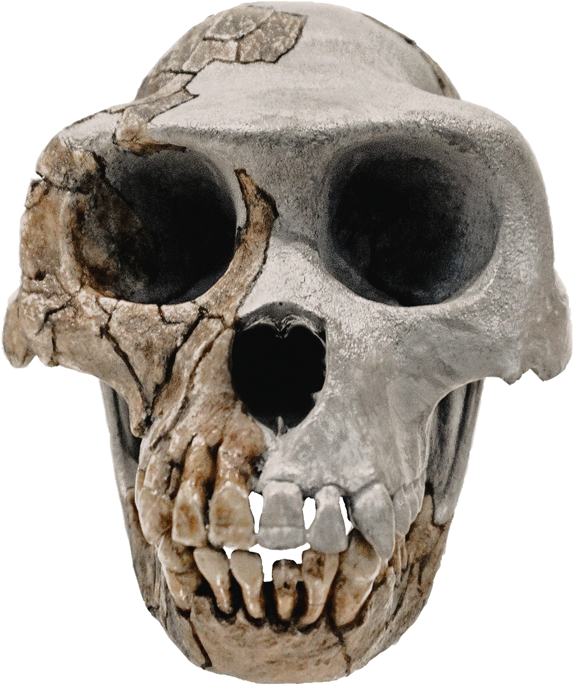 Ardipithecus ramidus