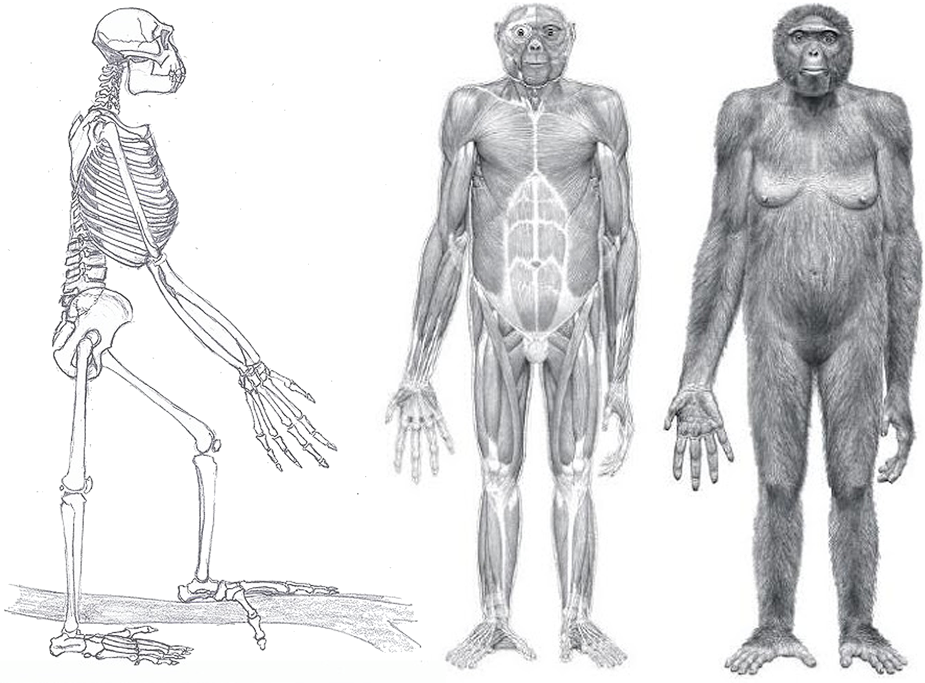 Ardipithecus ramidus