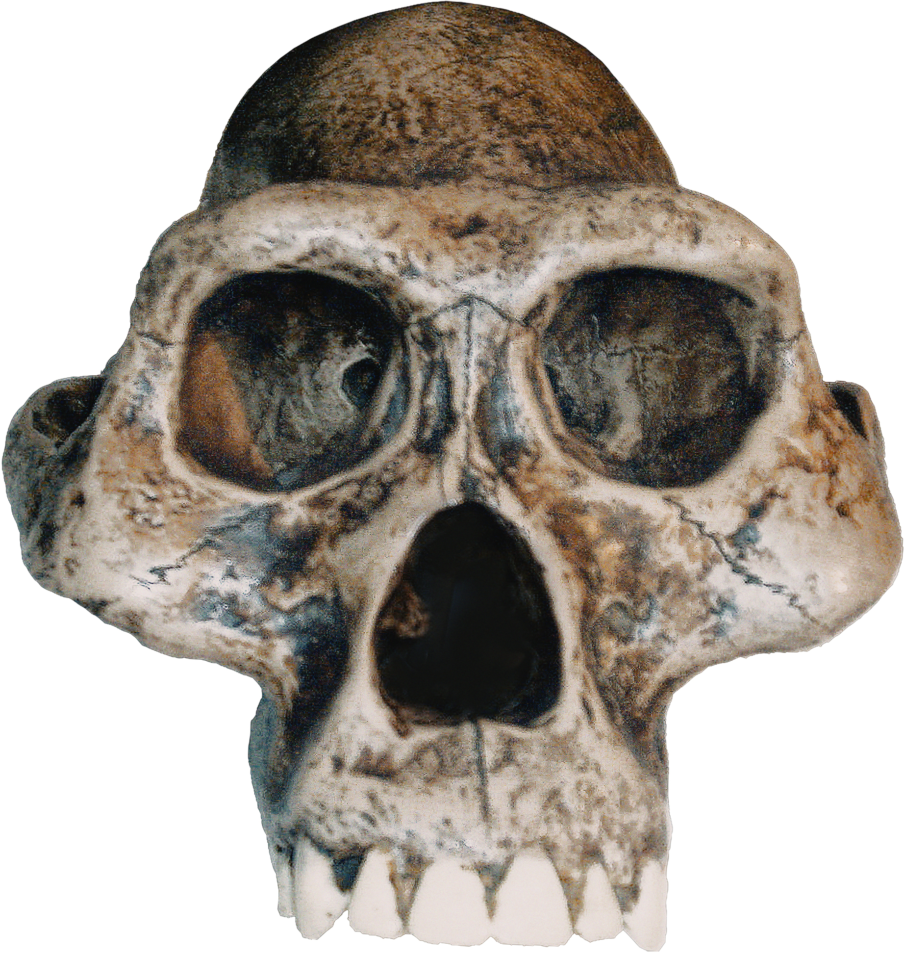 Australopithecus afarensis