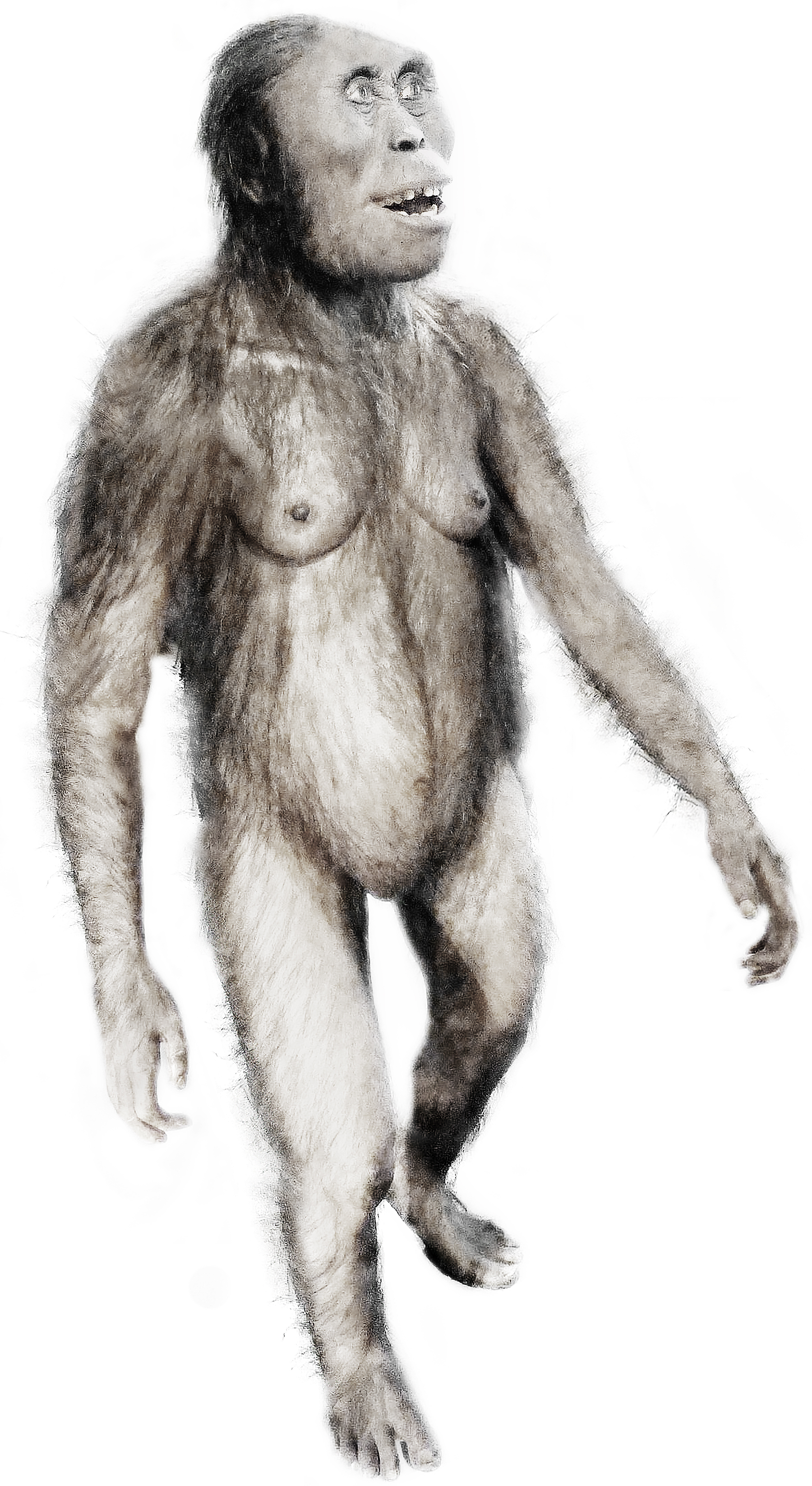 Reconstruction of a female Australopithecus