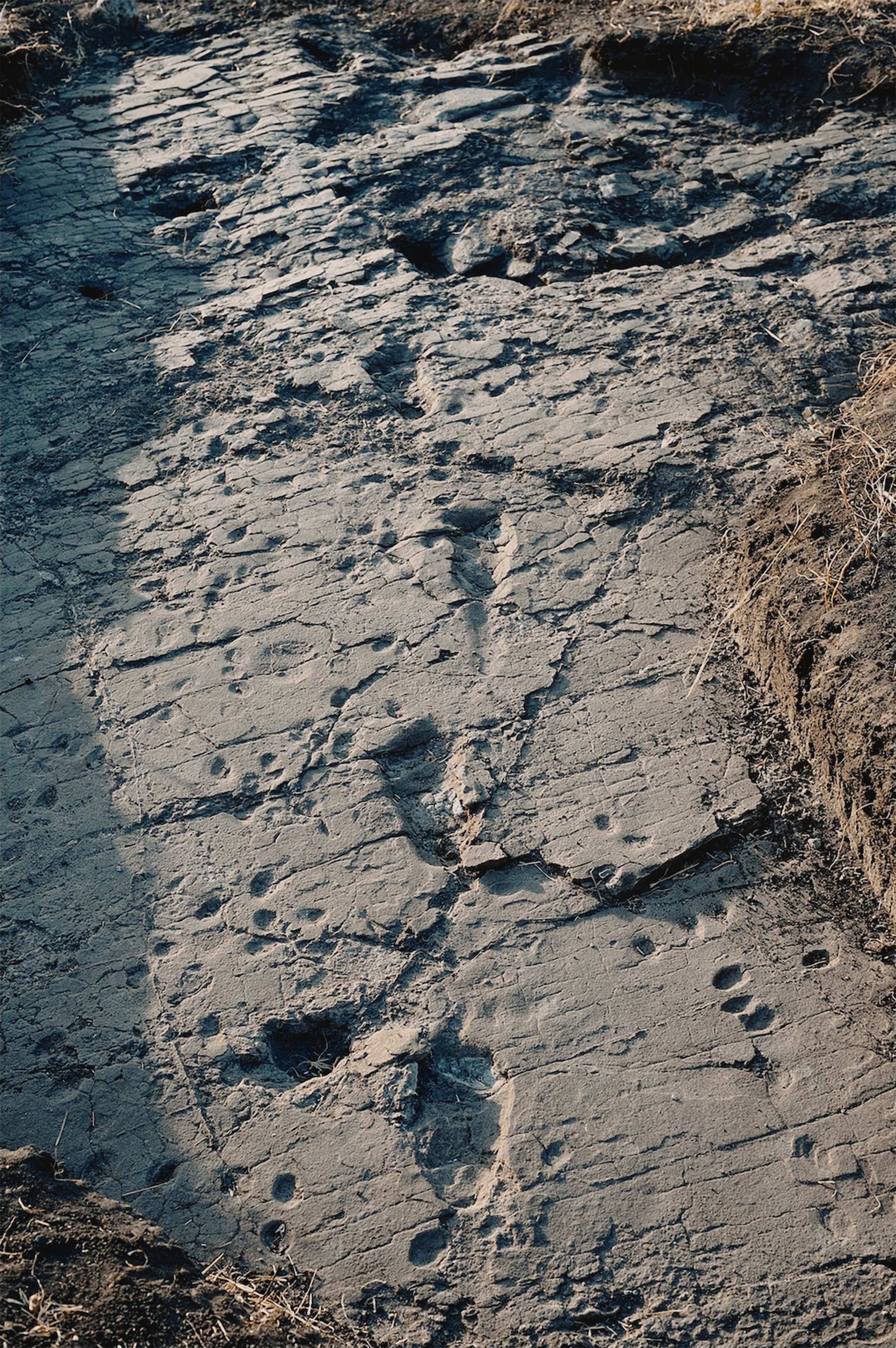 Laetoli fossil trackway generally attributed to Australopithecus afarensis