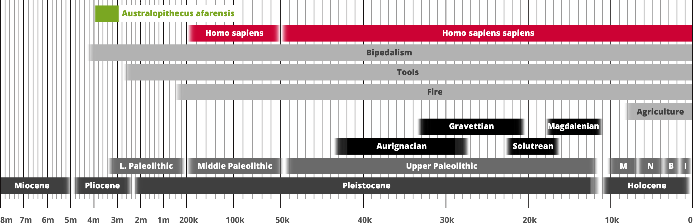 Australopithecus afarensis