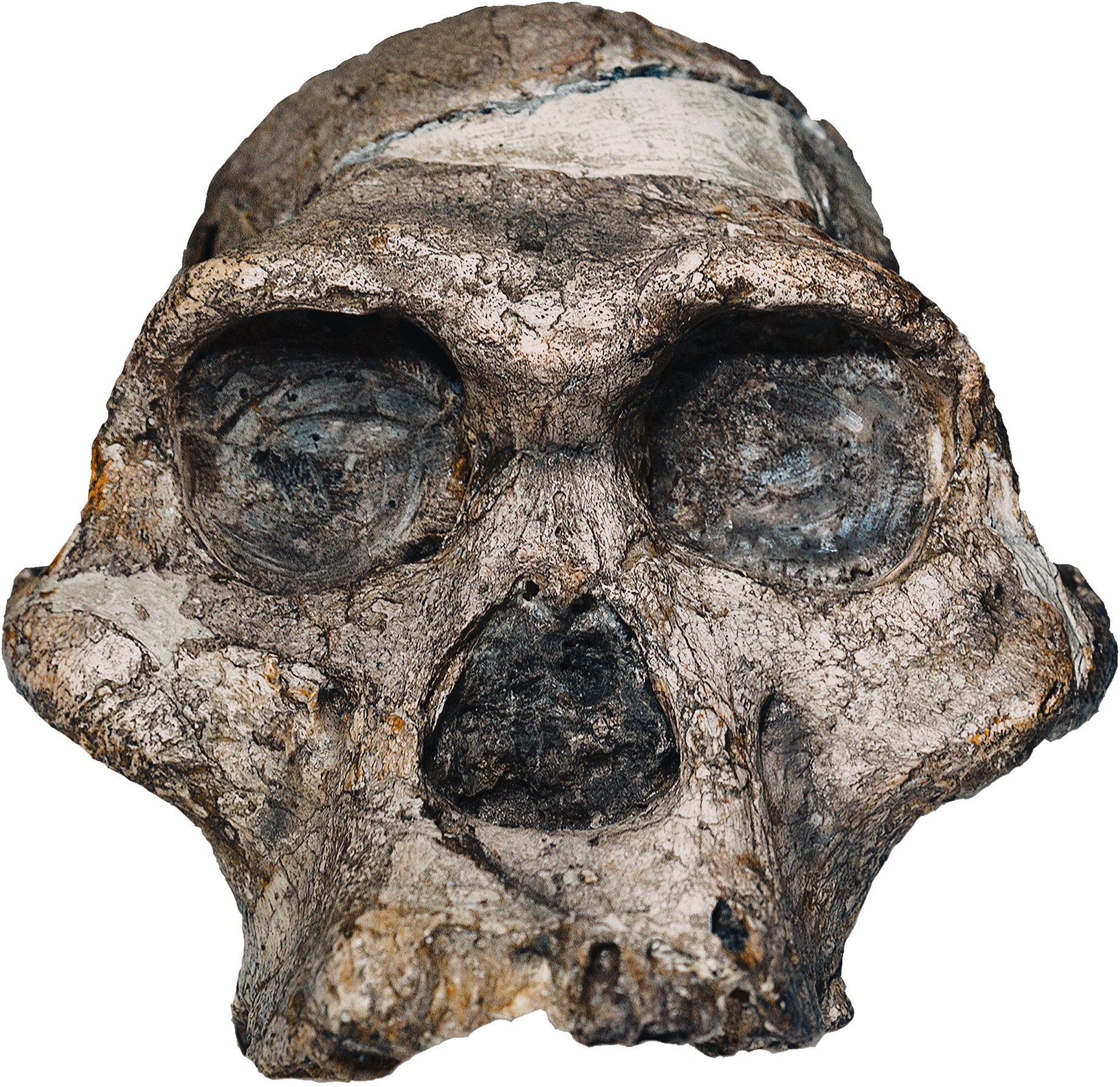 Australopithecus africanus