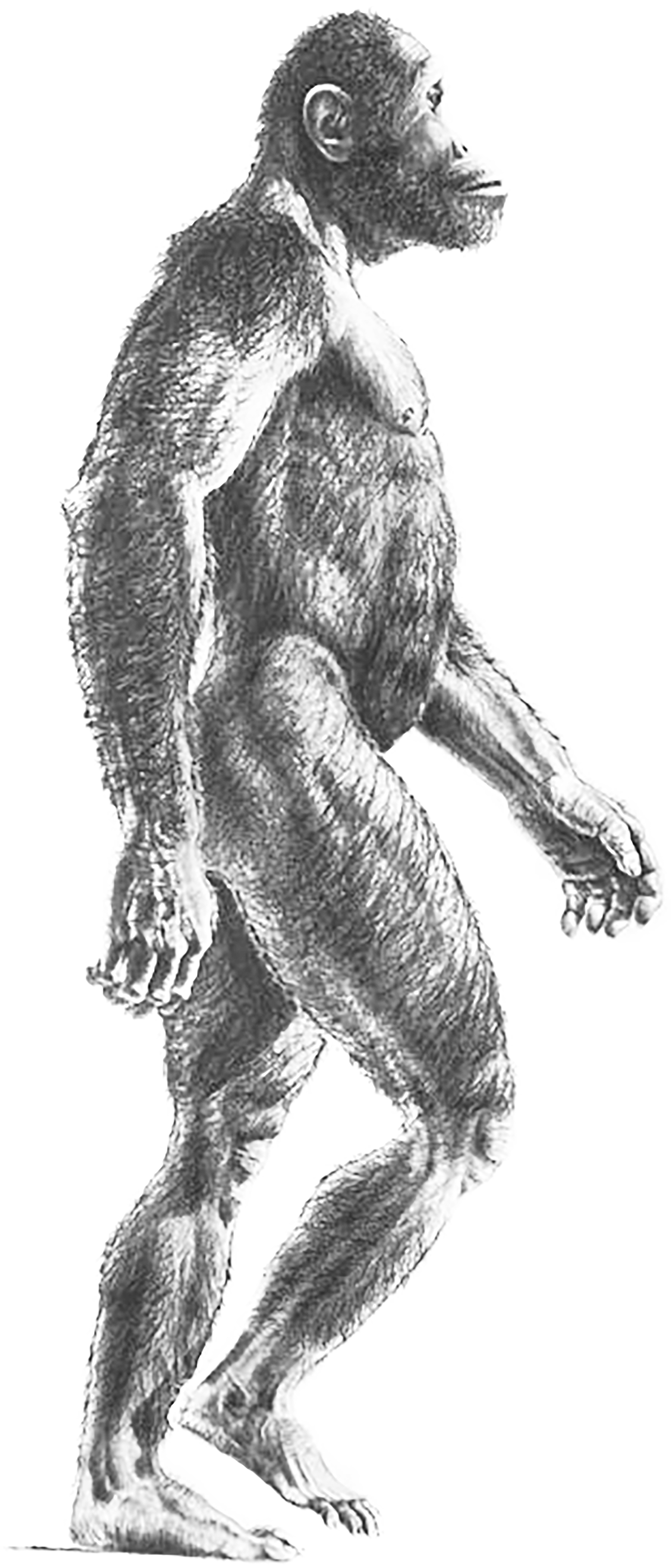 Australopithecus africanus