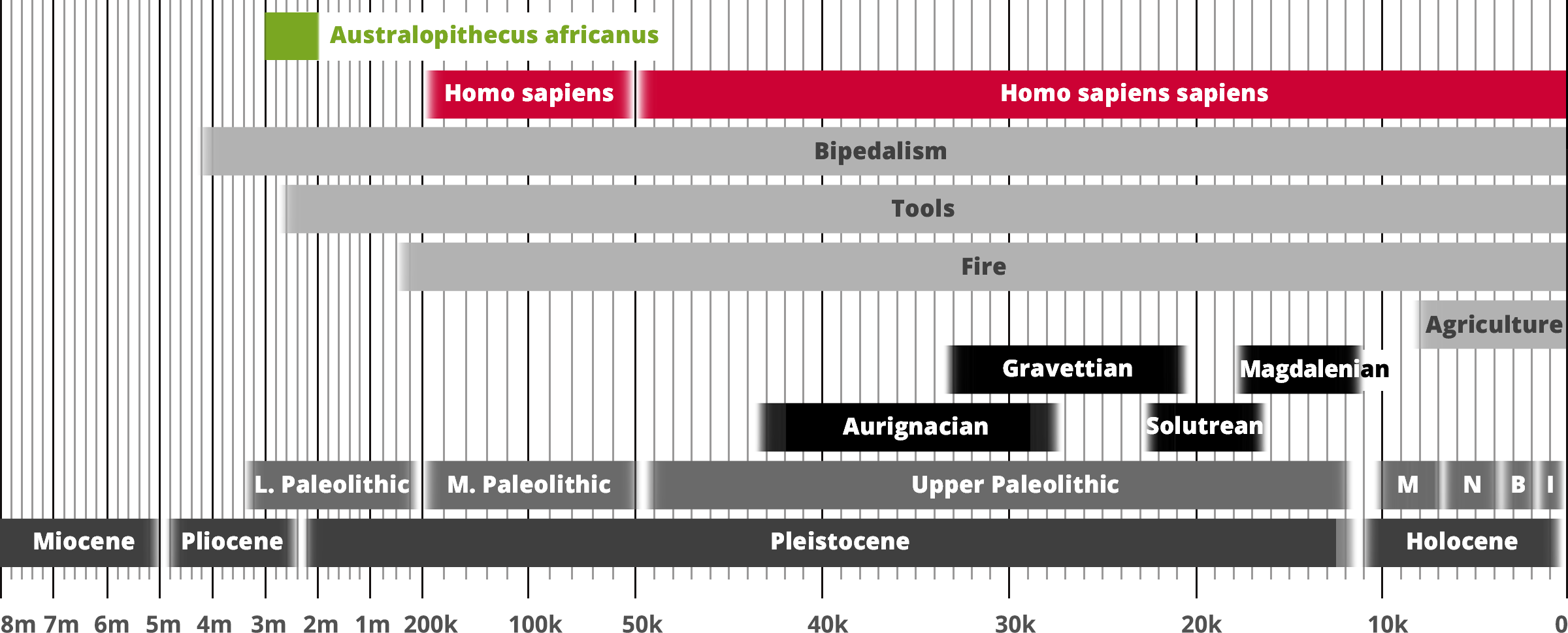 Australopithecus africanus