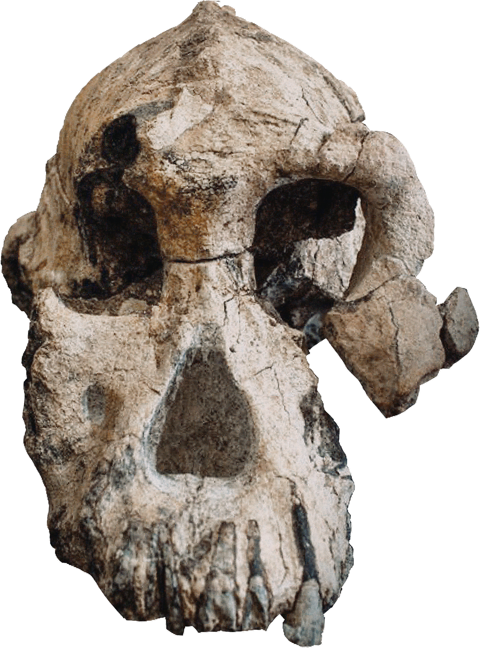 Australopithecus anamensis