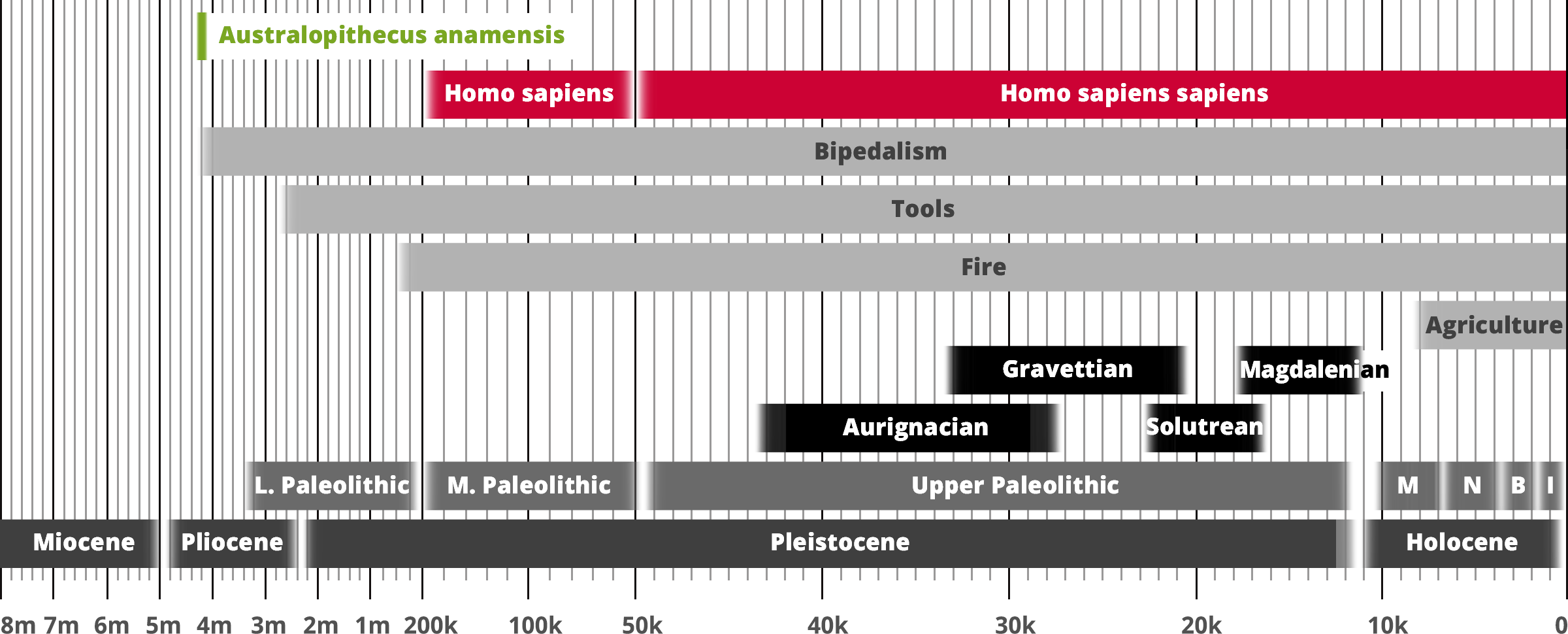 Australopithecus anamensis