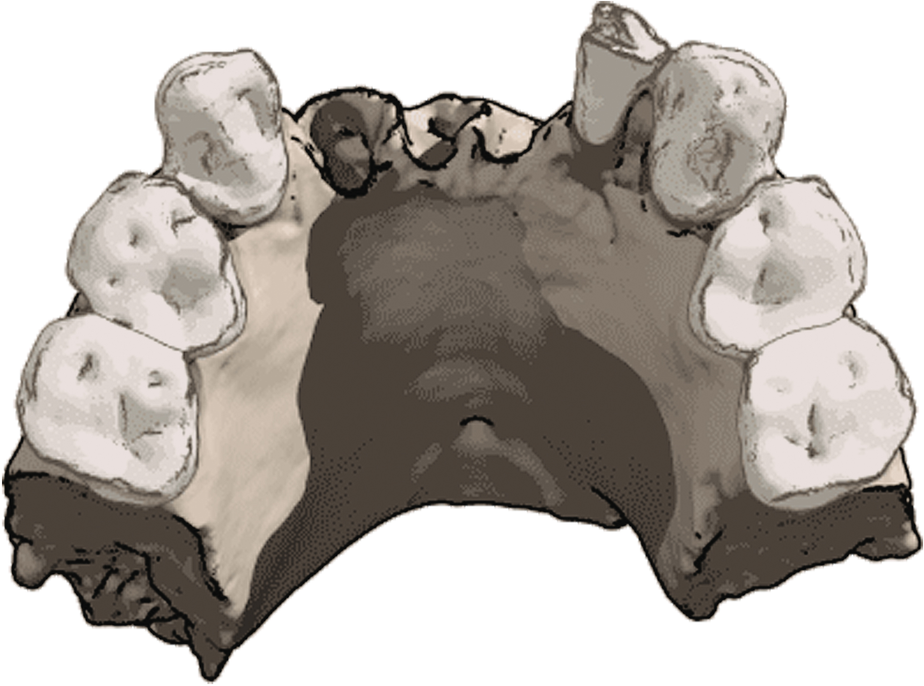 Australopithecus bahrelghazali