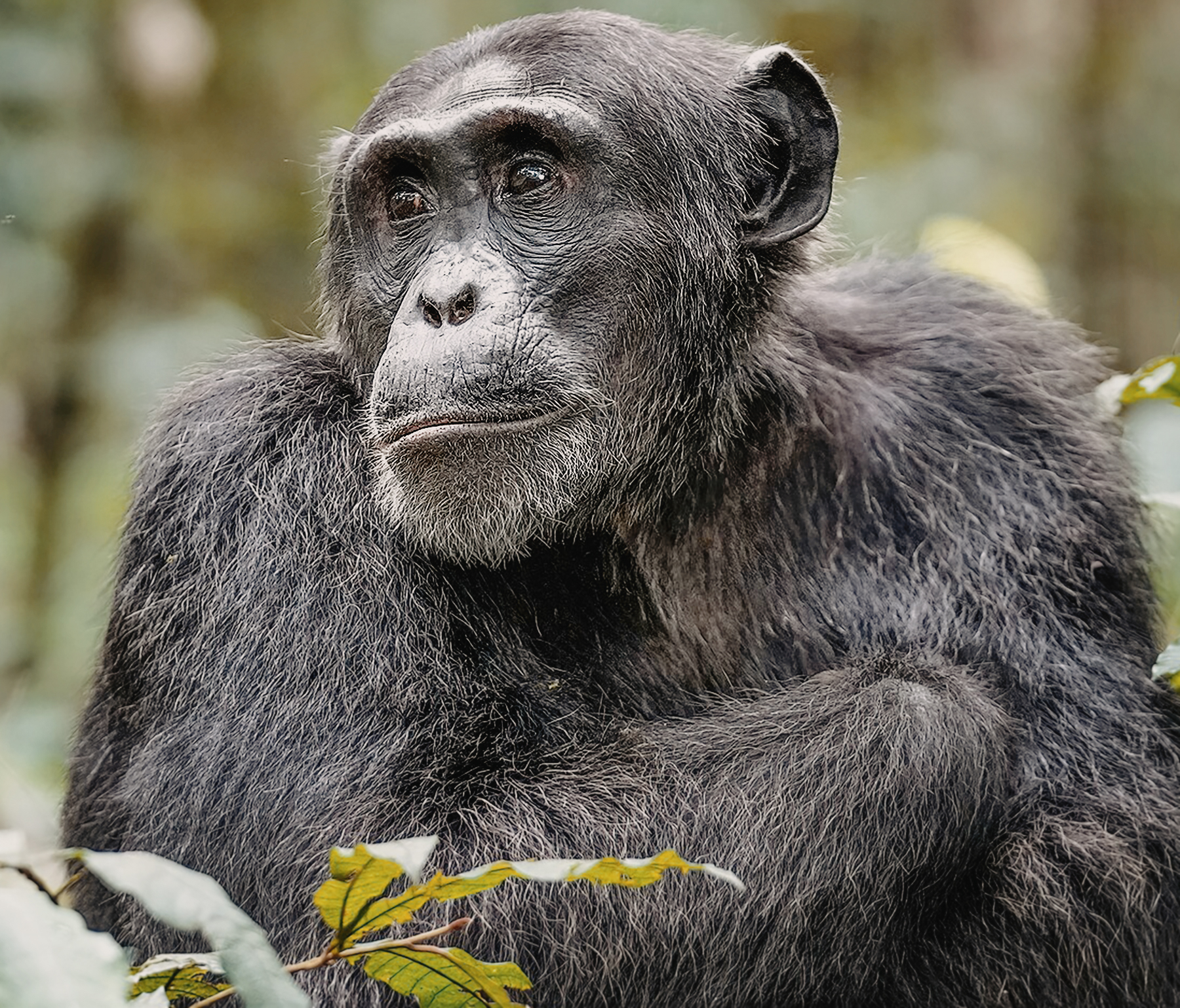 Are humans and apes different?