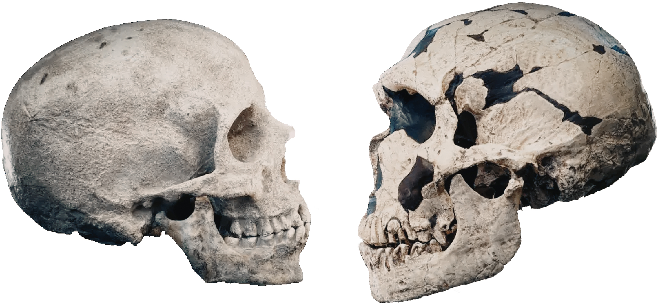 Anatomical comparison of the skulls of Homo sapiens sapiens (modern humans) and Homo neanderthalensis (right)