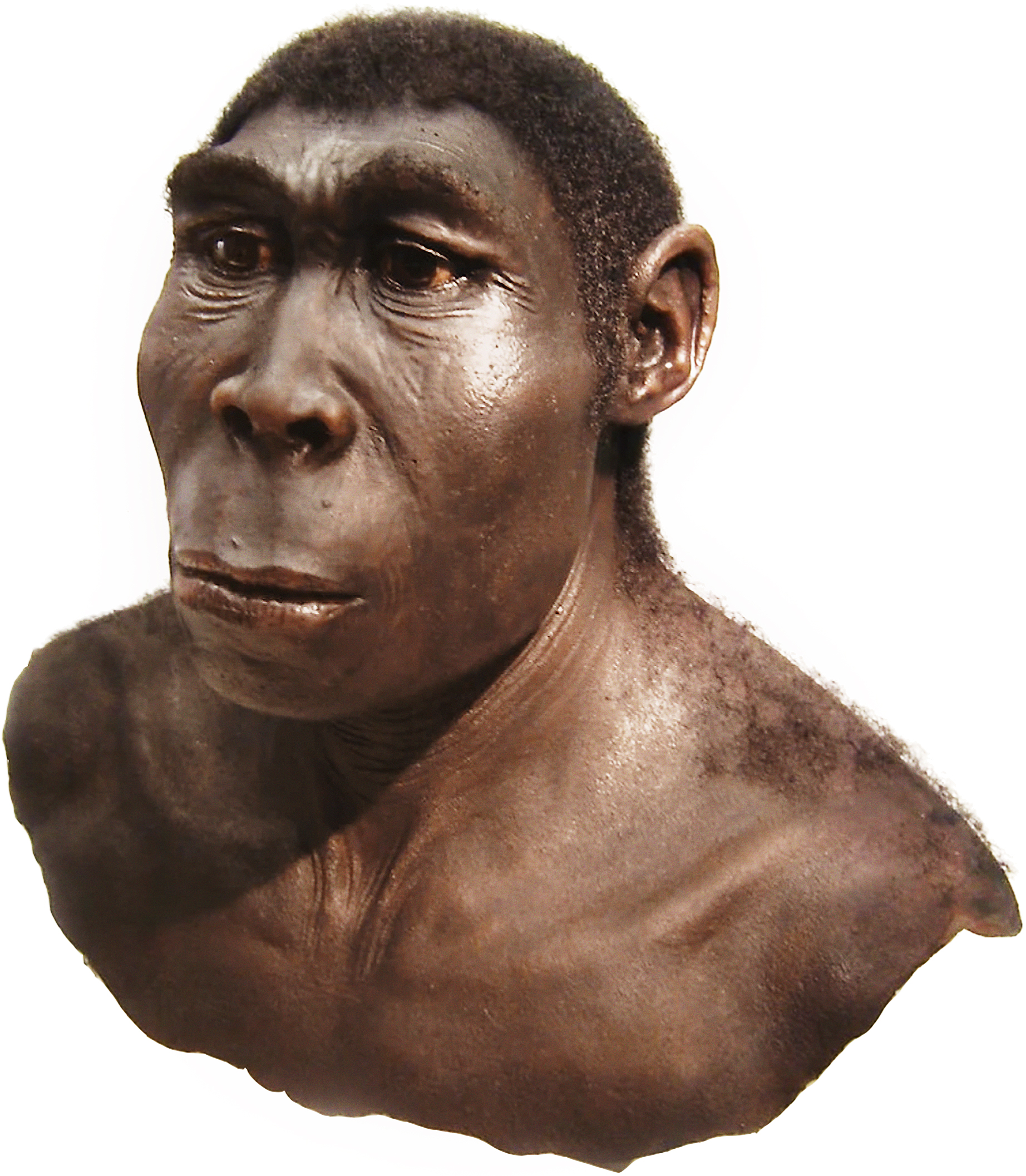 Reconstruction of Homo erectus