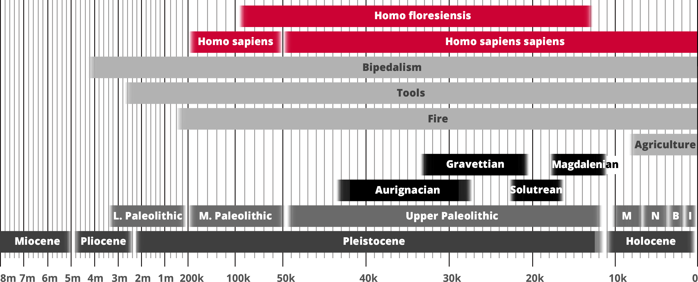 Homo floresiensis