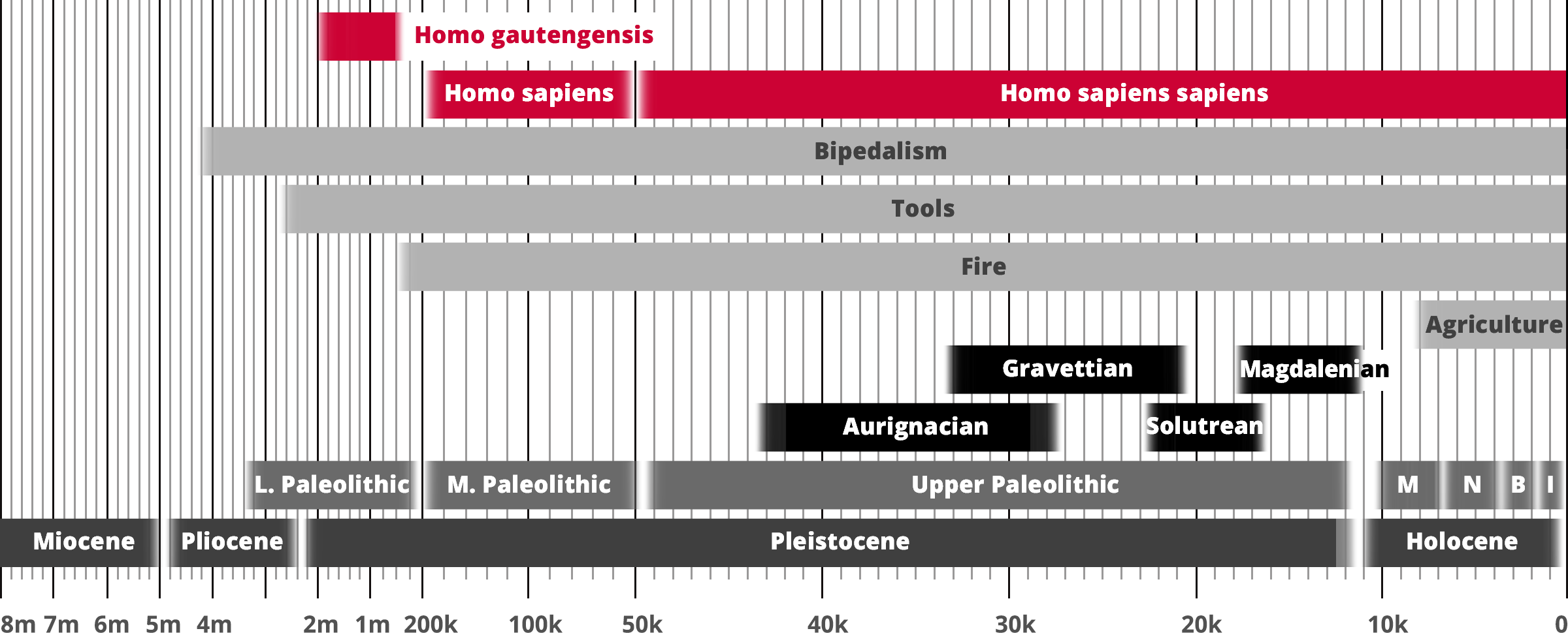 Homo gautengensis