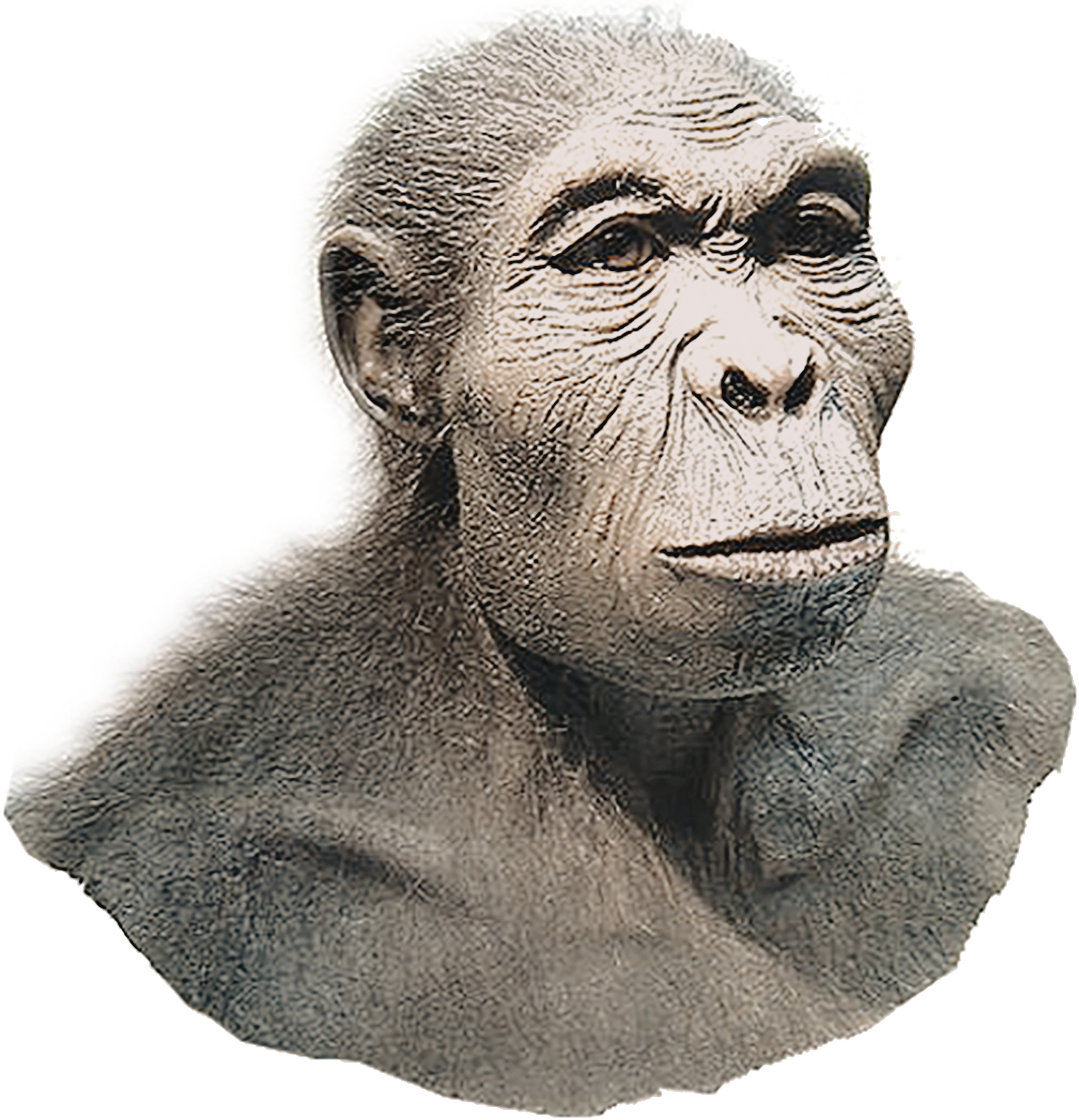 Reconstruction of Homo habilis