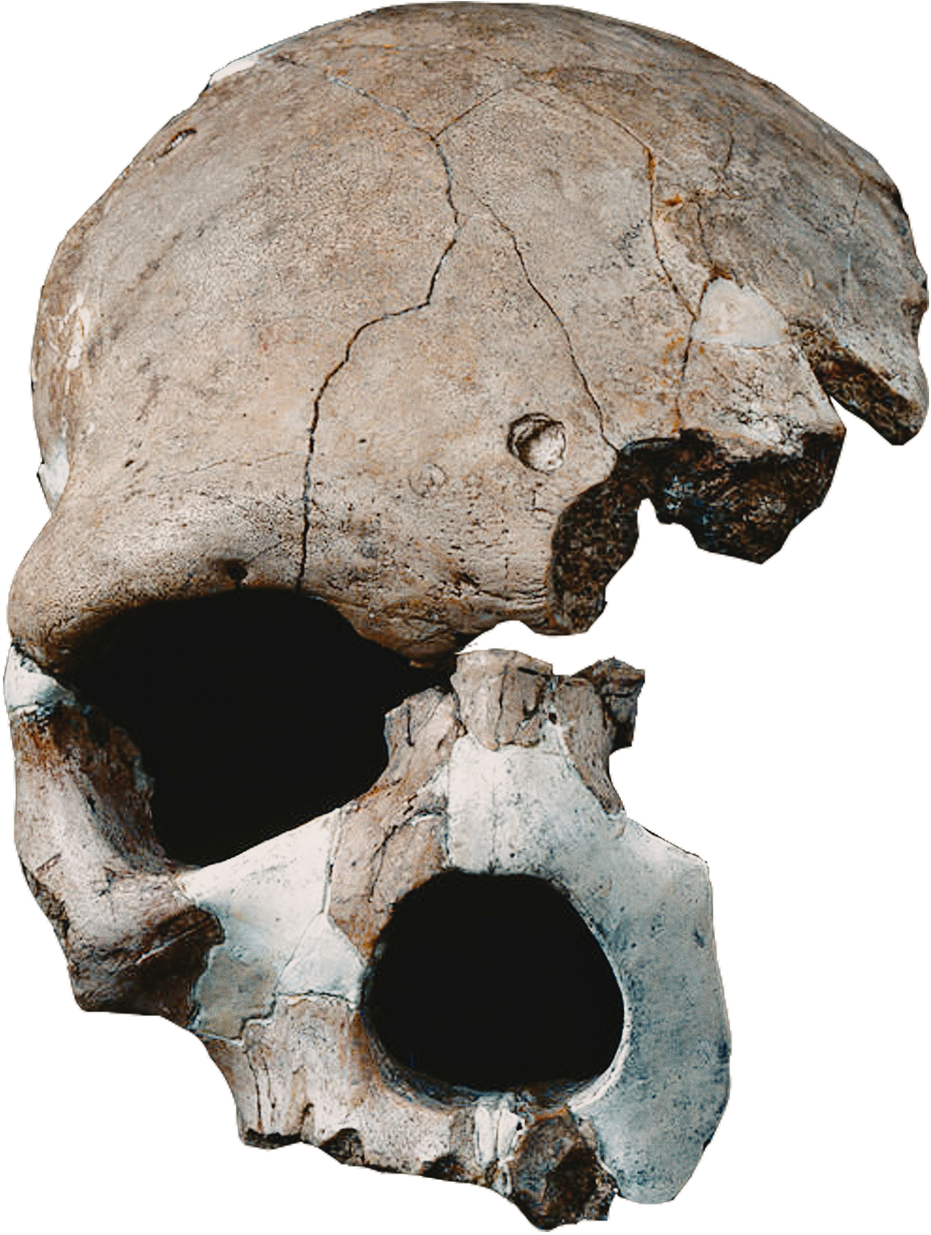 Homo helmei Florisbad Skull