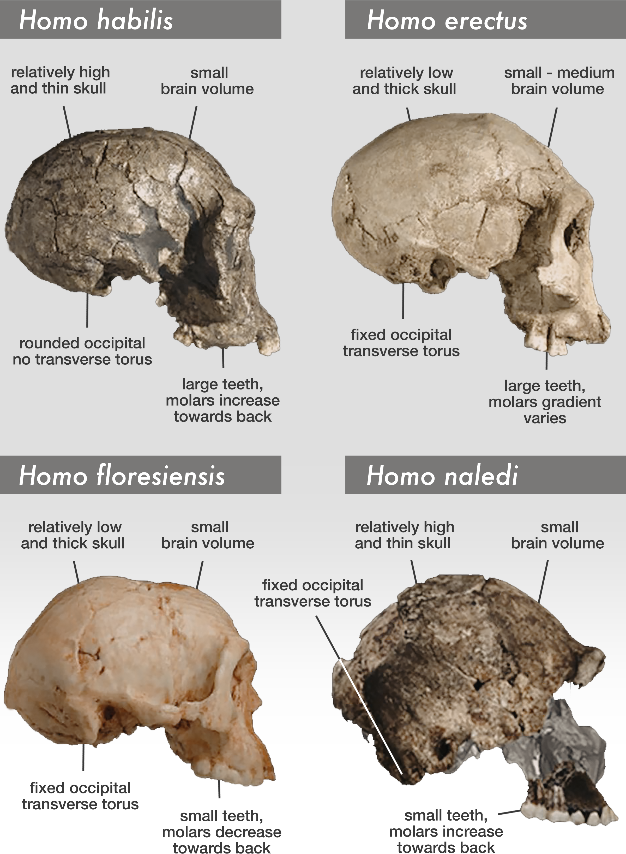 Homo naledi. Dinaledi skeletal specimens