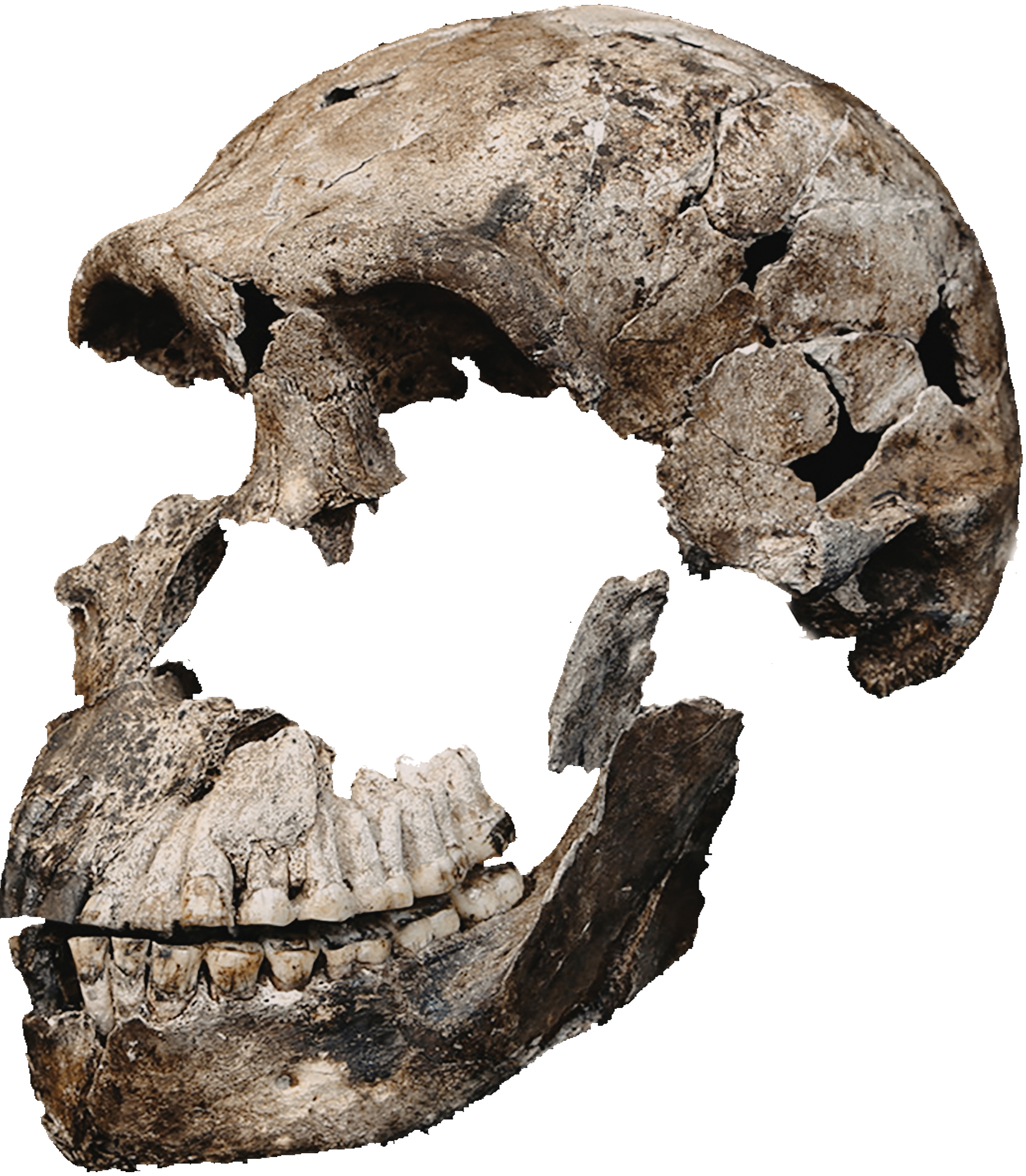 Homo naledi