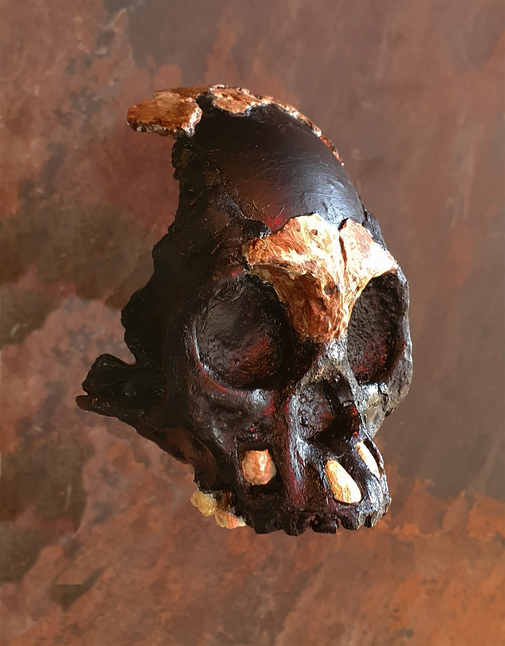 The Leti skull is of young child Homo naledi found in a remote passage of the Dinaledi Subsystem of the Rising Star cave without remains of the body