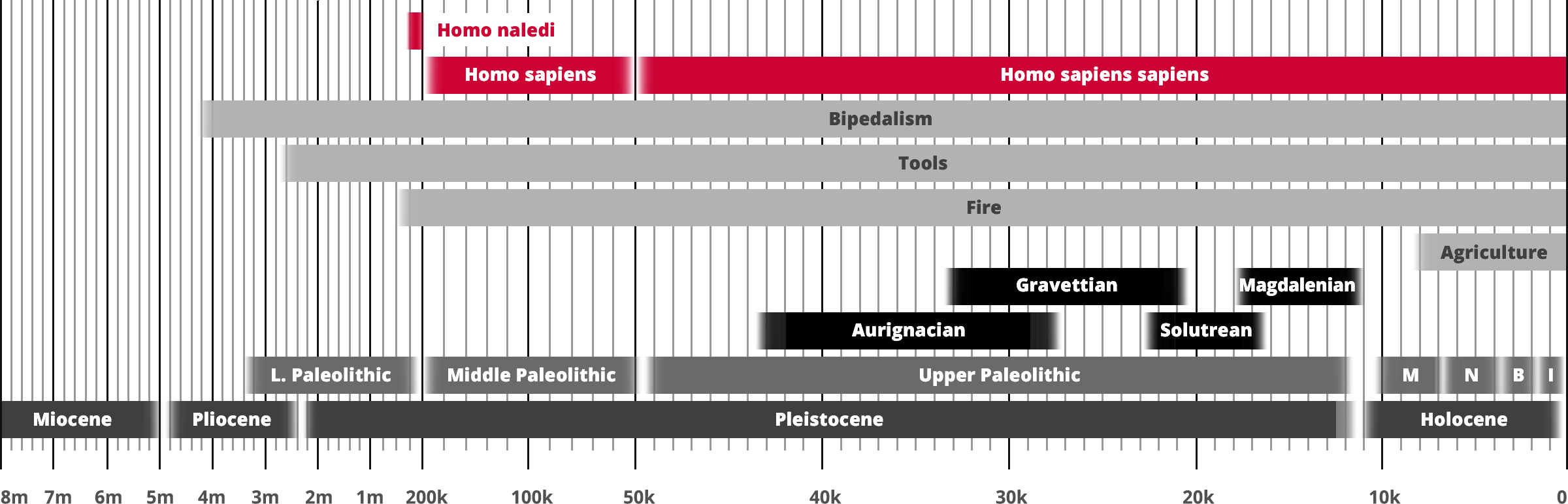 Homo neanderthalensis - Neanderthals