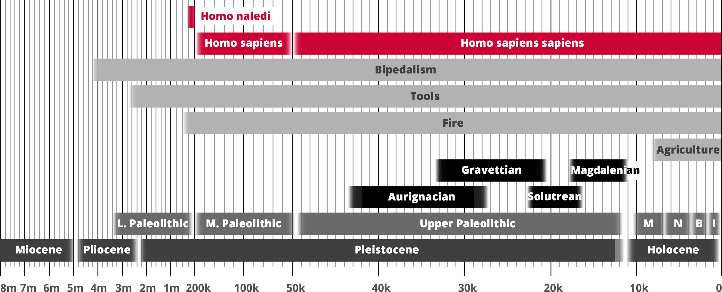 Homo neanderthalensis - Neanderthals