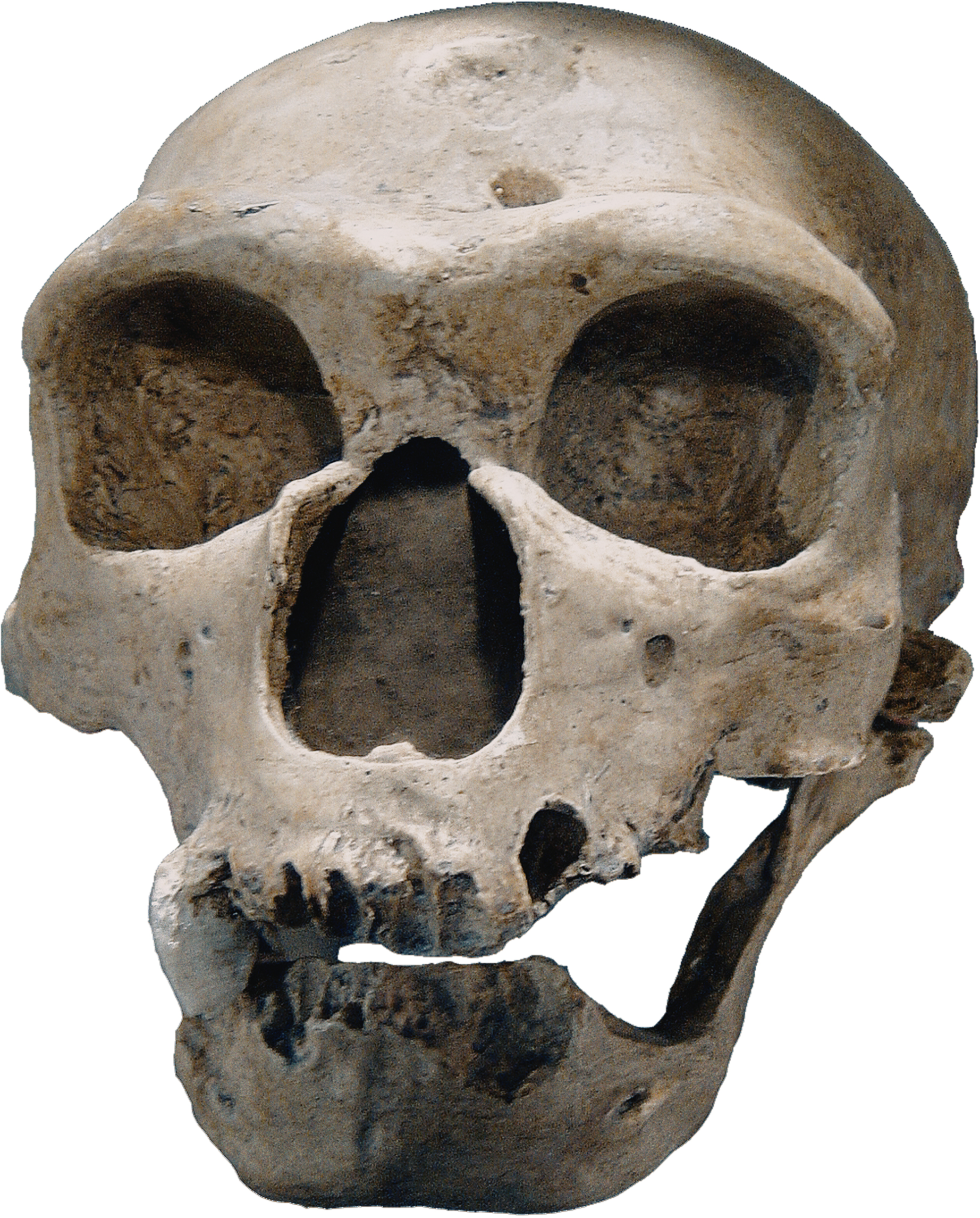 Homo neanderthalensis - Neanderthals