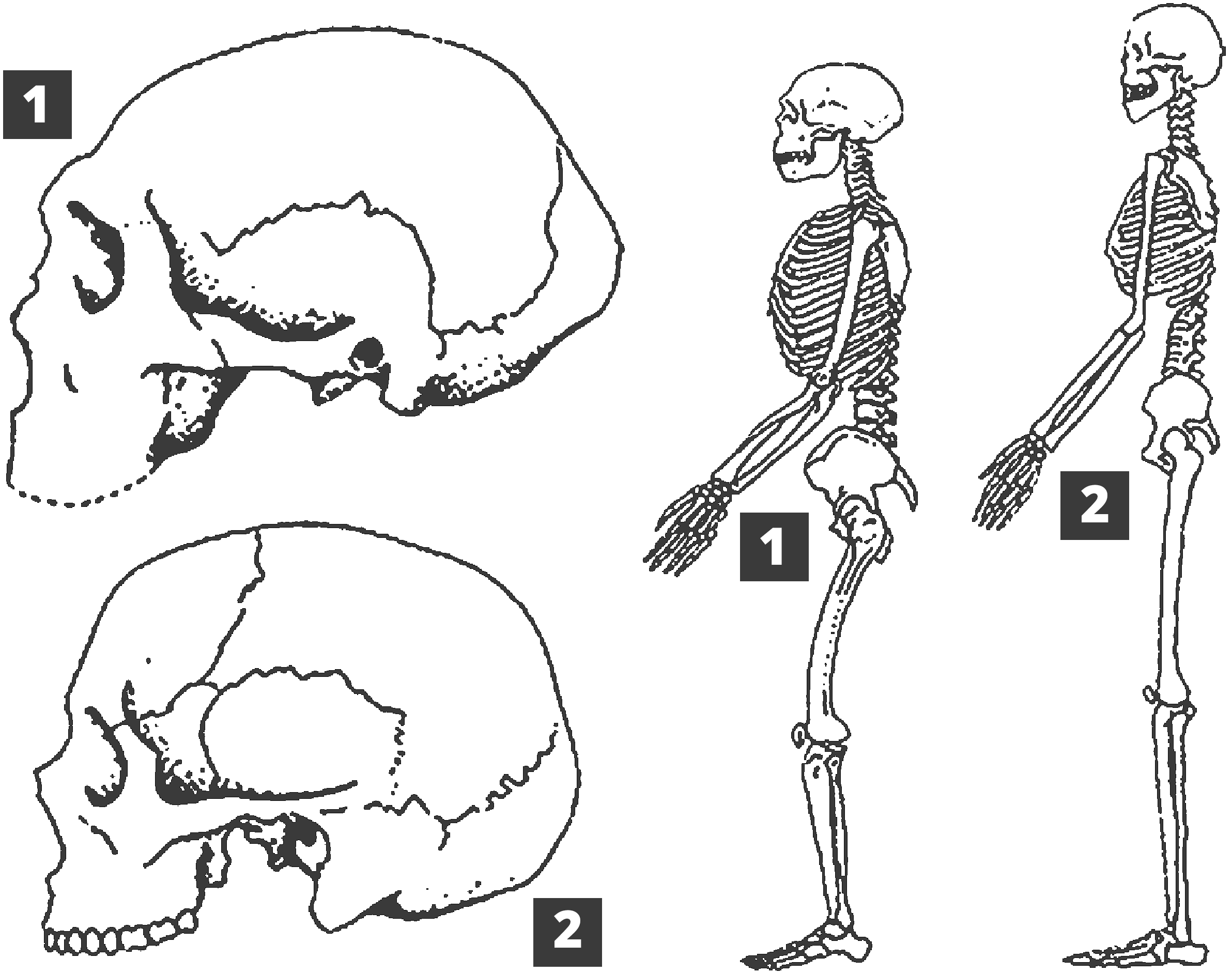 Homo neanderthalensis Neanderthals Homo sapiens sapien