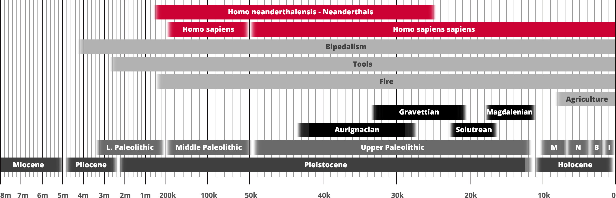 Homo neanderthalensis - Neanderthals