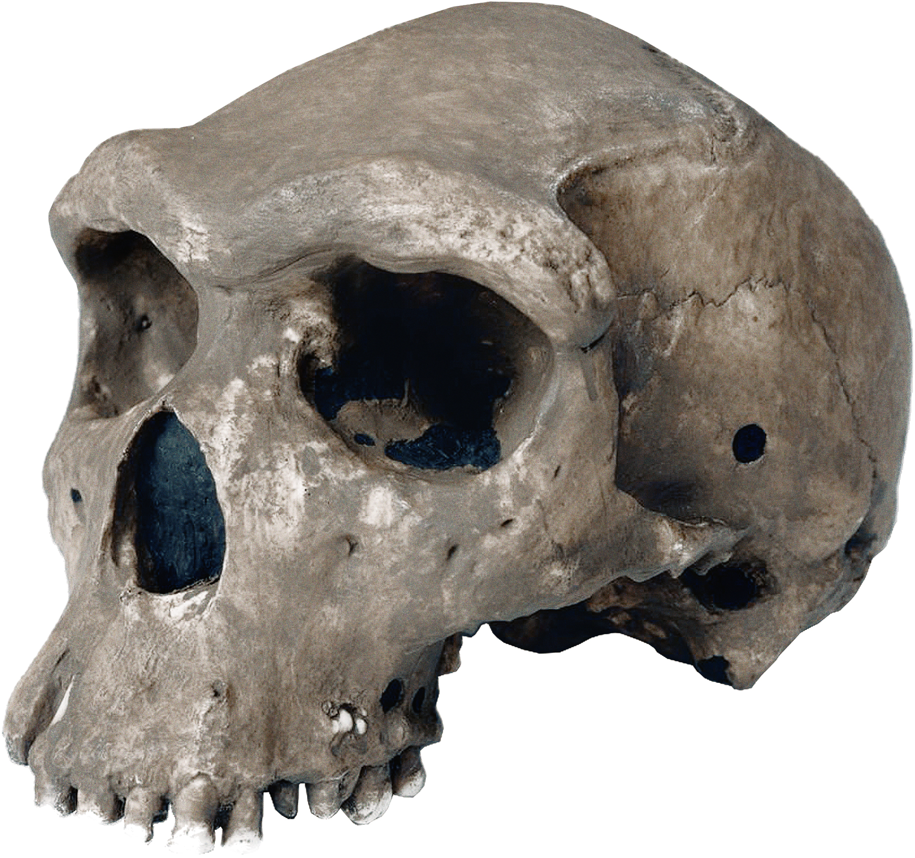 Homo rhodesiensis Rhodesian Man