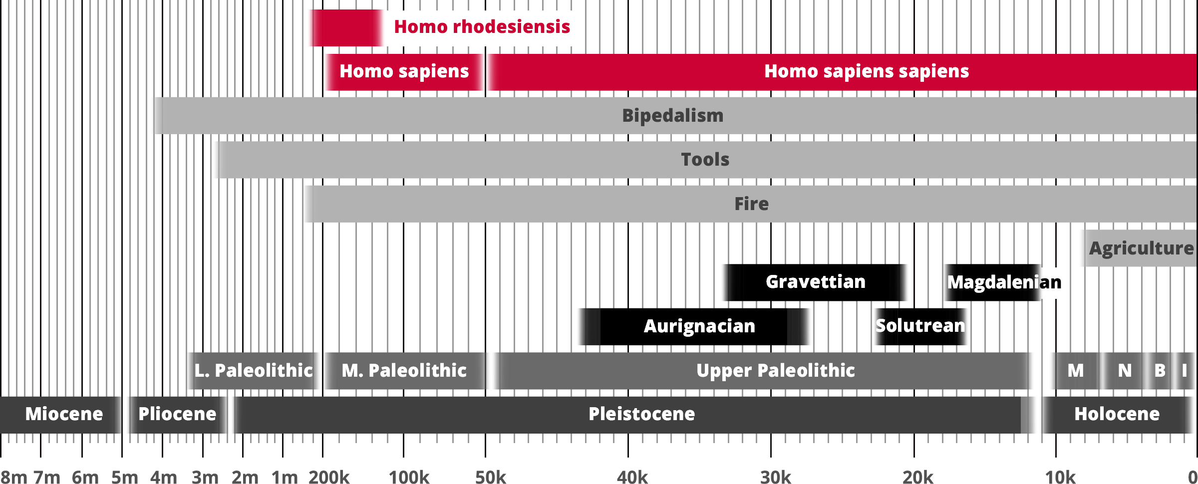 Homo rhodesiensis