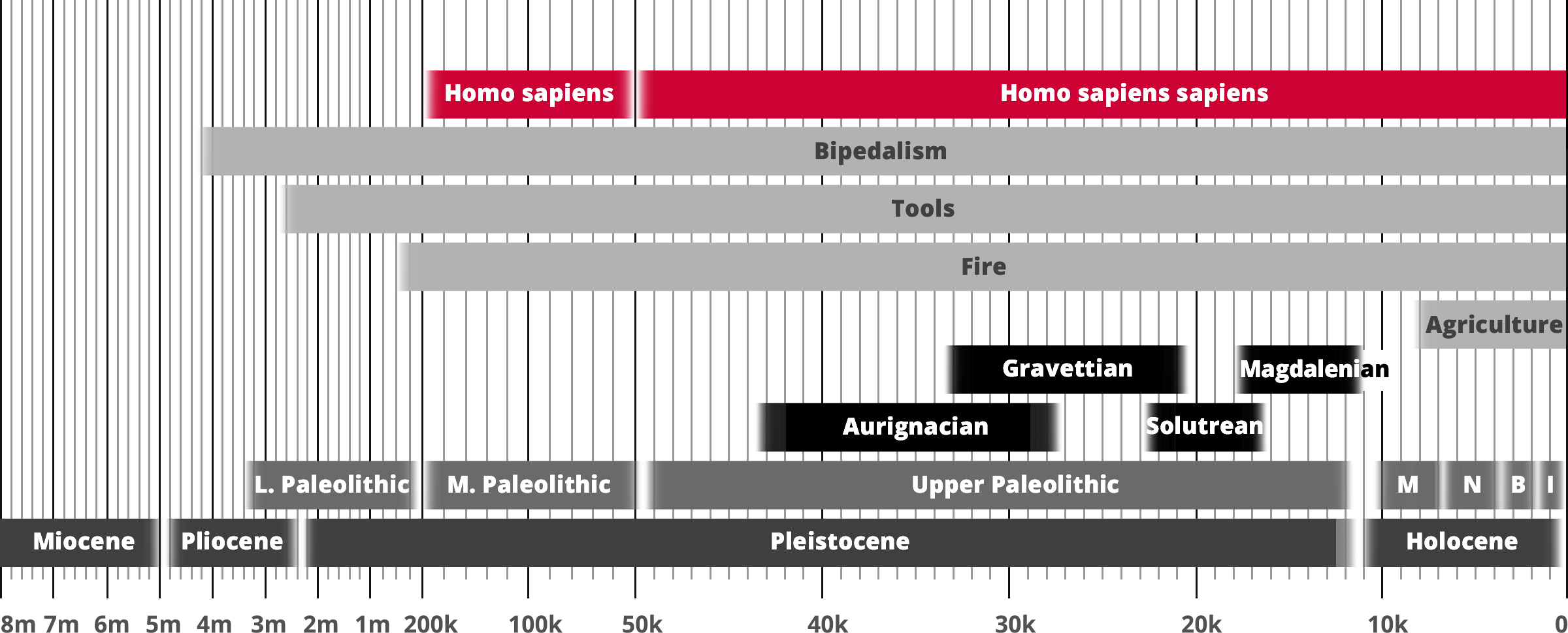 Homo sapiens