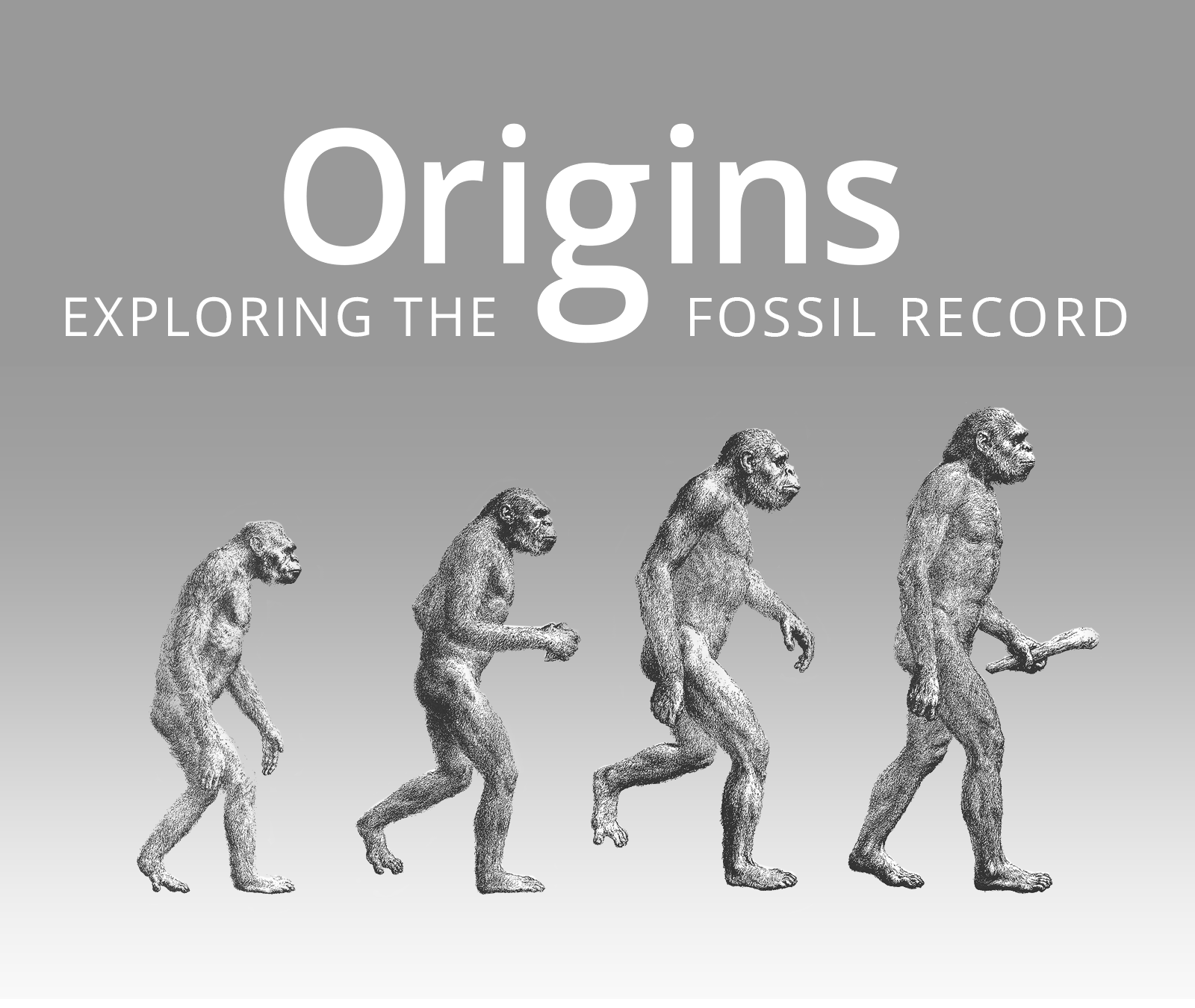 Origins Exploring the Fossil Record Bradshaw Foundation Palaeoanthropology Human Evolution Prehistory Fossils Artifacts Anthropology Species Hominids Hominin