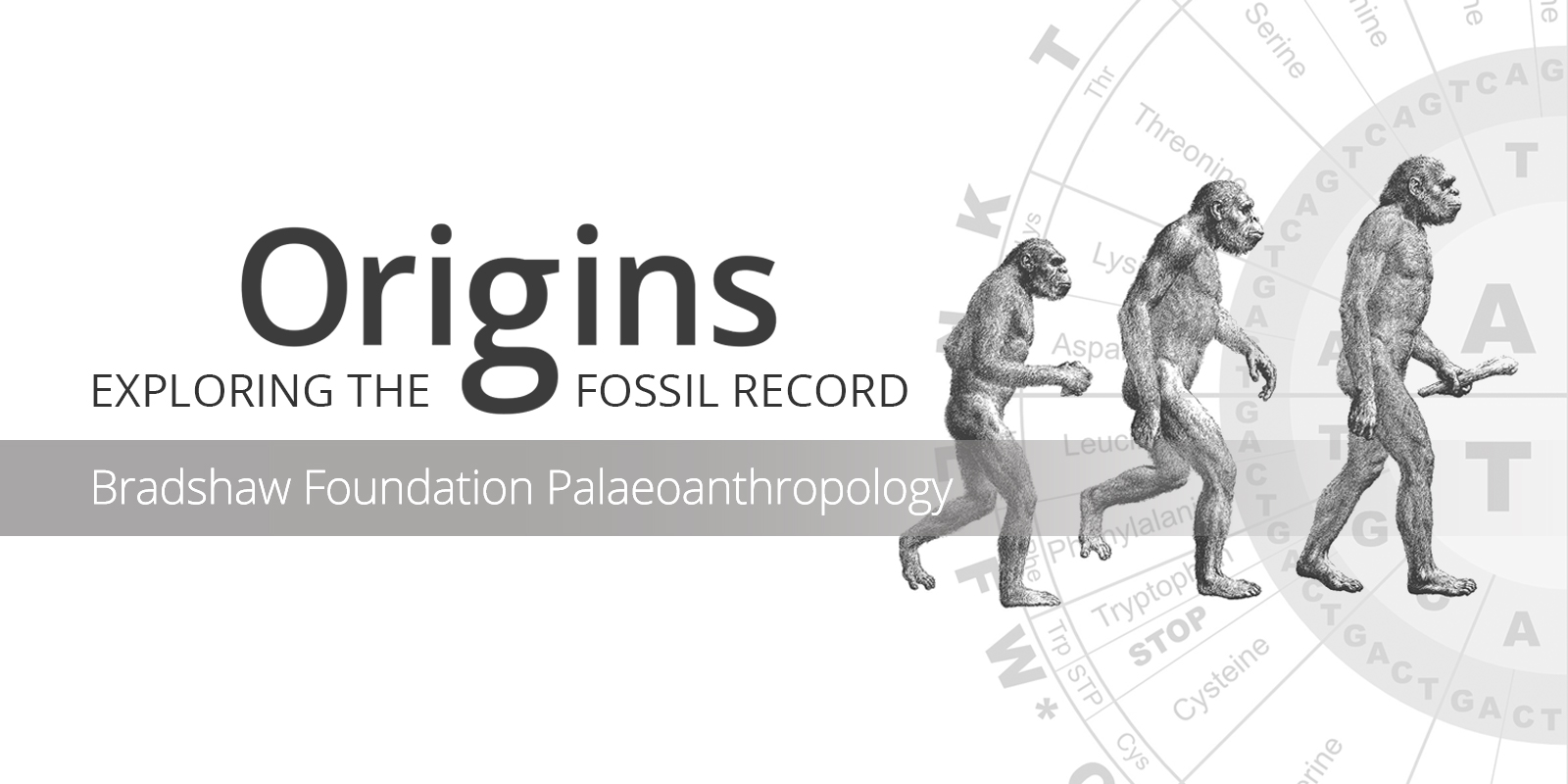 Origins Exploring the Fossil Record Bradshaw Foundation Palaeoanthropology Human Evolution Prehistory Fossils Artifacts Anthropology Species Hominids Hominin