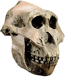 Paranthropus boisei