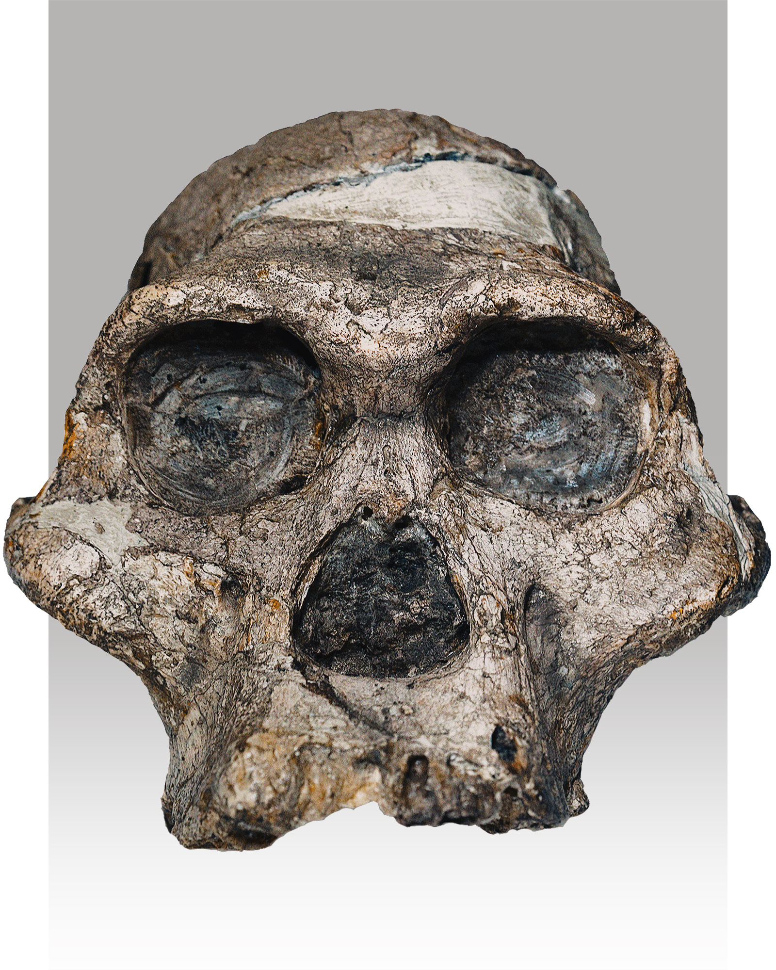 Australopithecus africanus