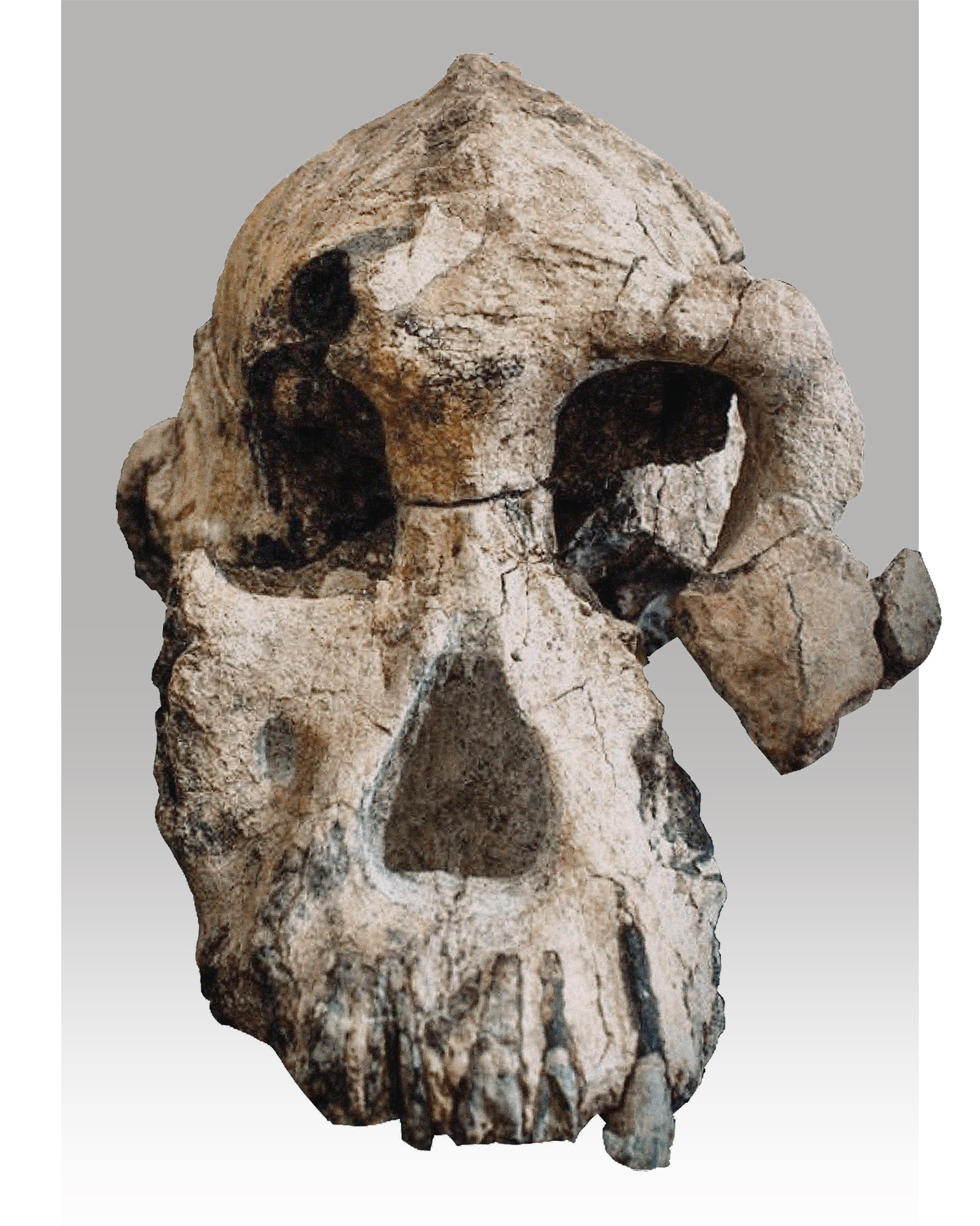 Australopithecus anamensis