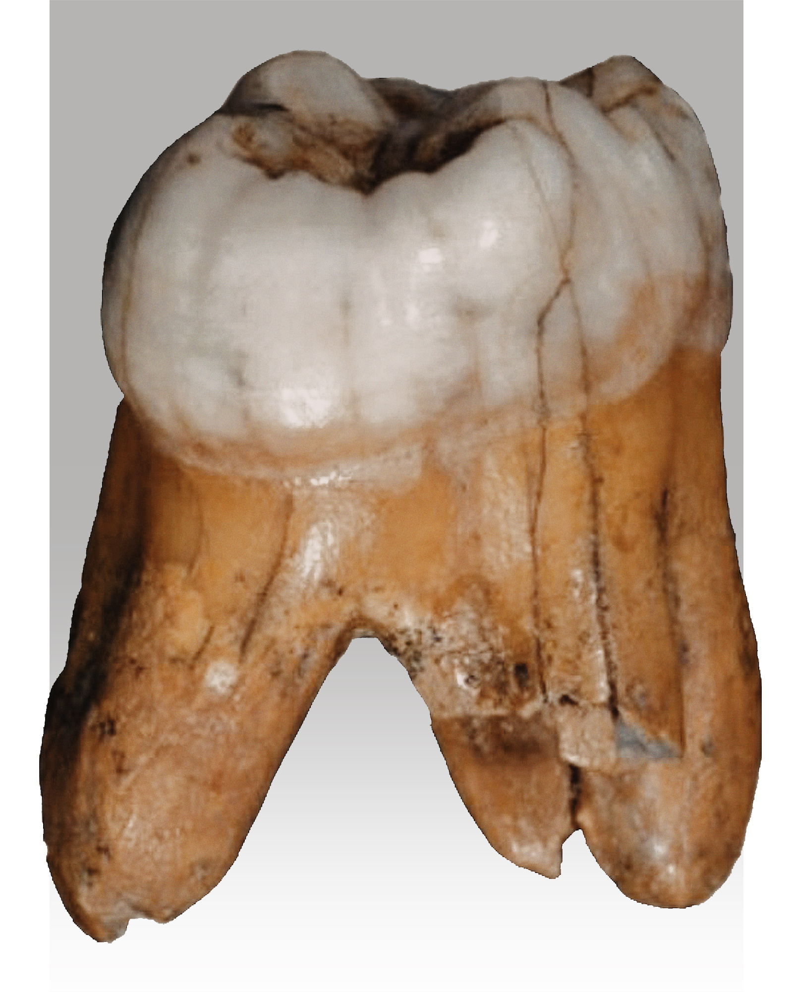 Denisova hominin